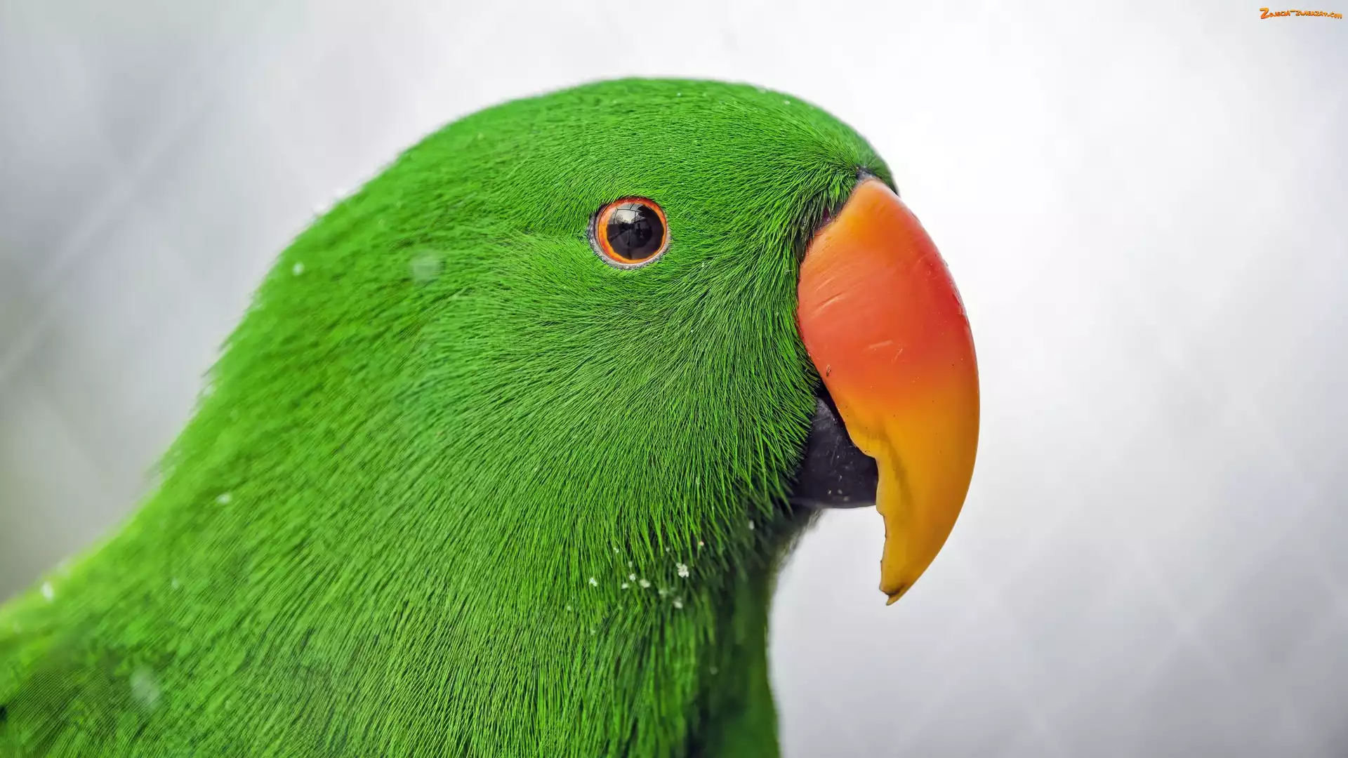 Zielona, Papuga, Eclectus, Barwnica zwyczajna