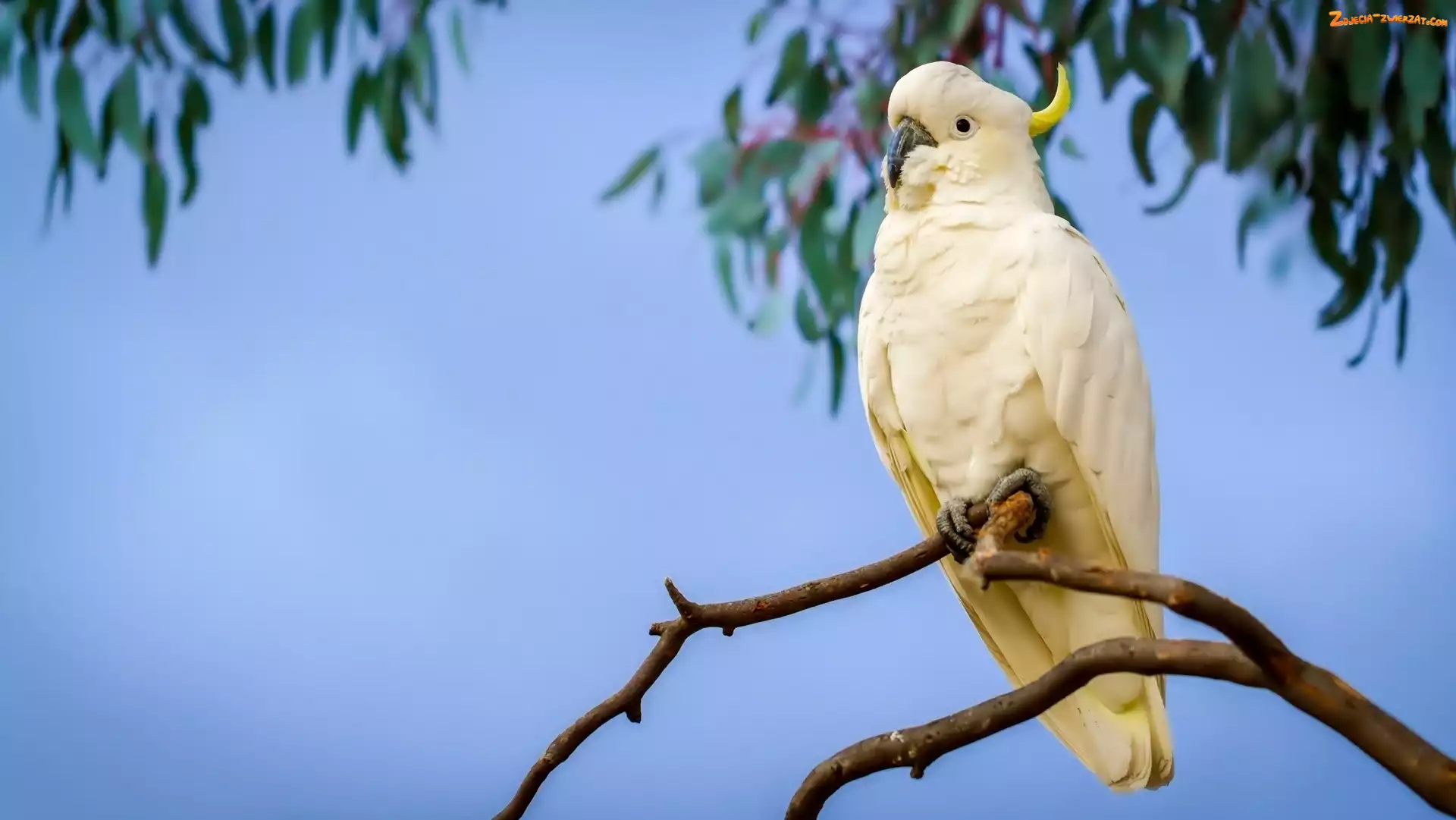 Papuga, Kakadu