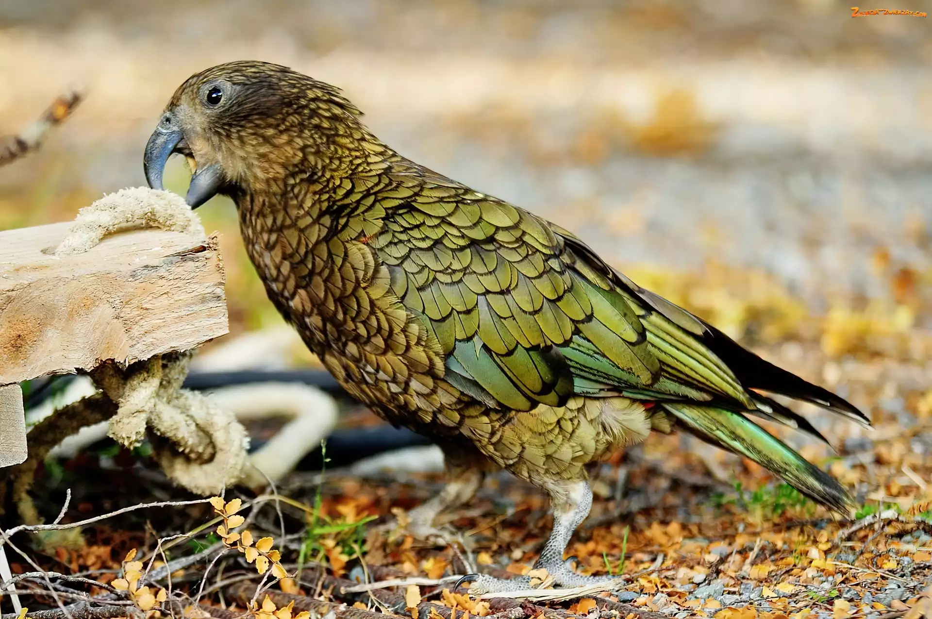 Kea, Papuga