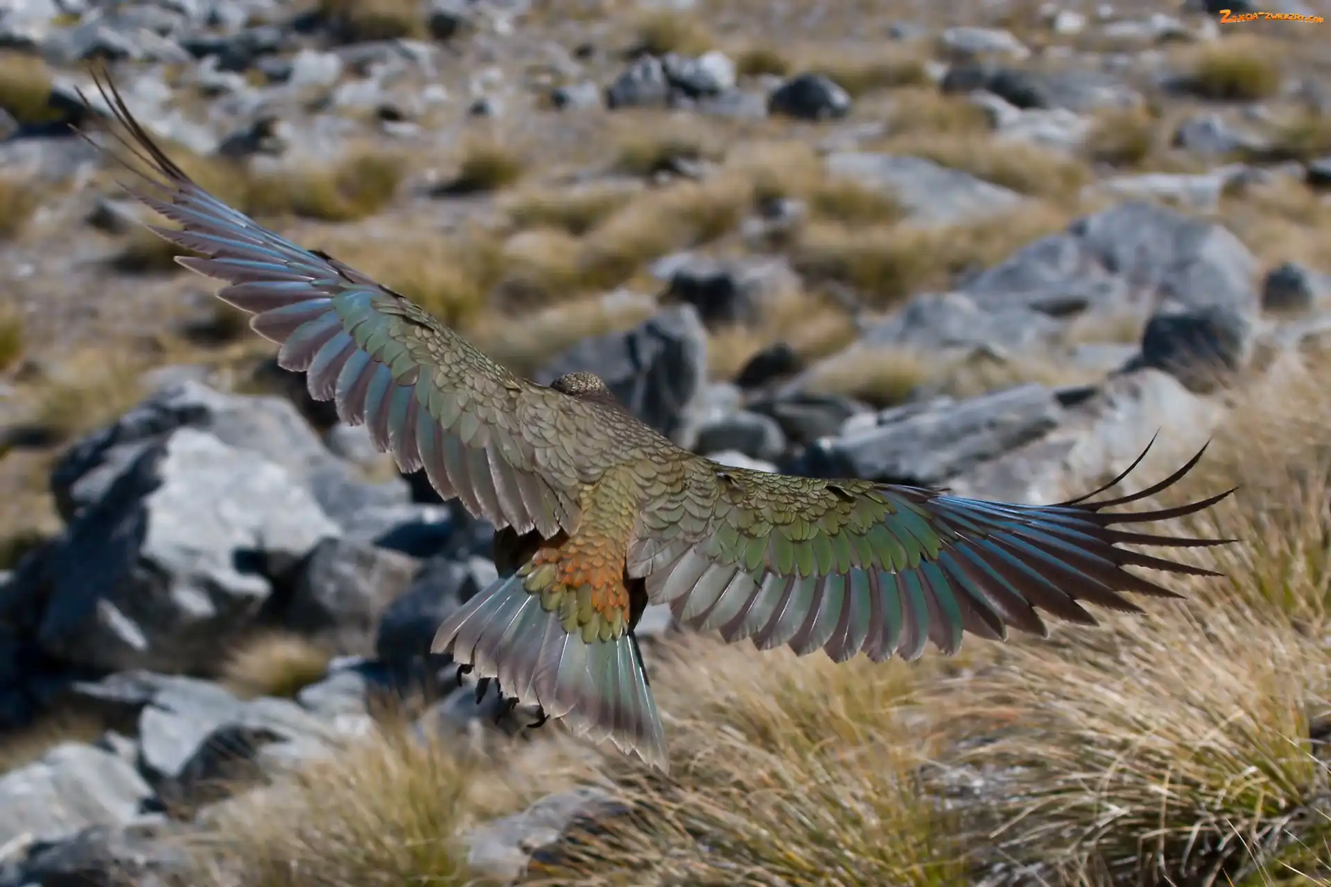 Lot, Papuga, Kea
