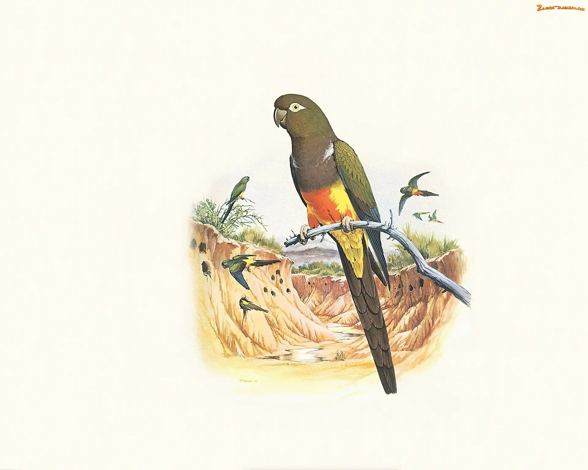 Papugi, Edward Lear, Brązowe, Gałązka