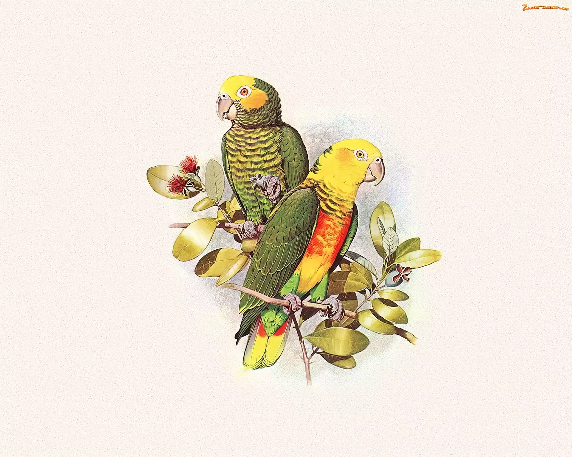 Kolorowe, Papugi, Edward Lear, Listki