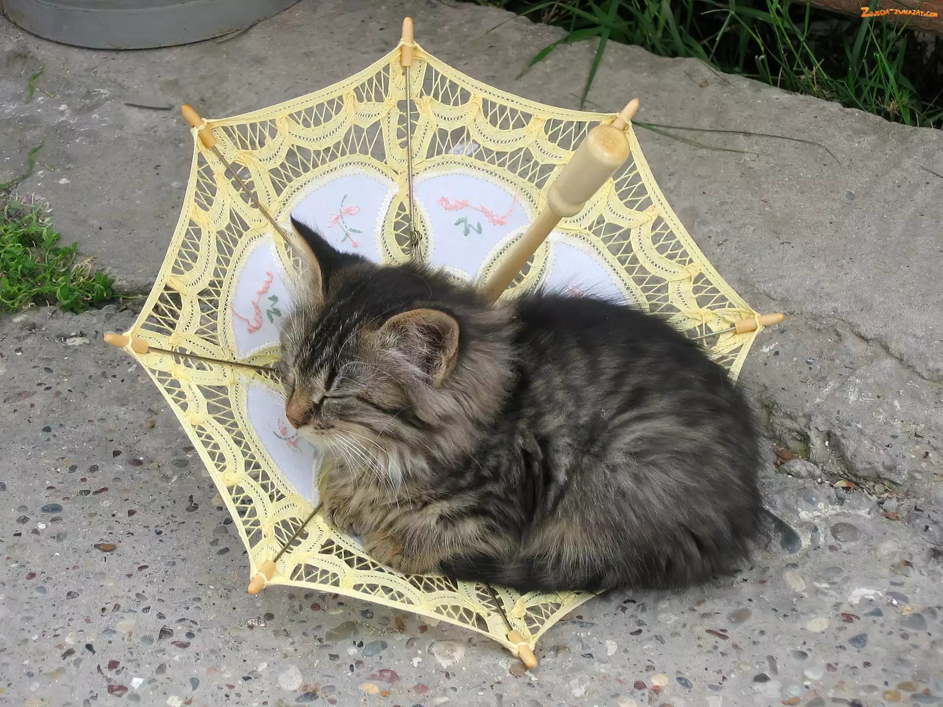 Kot, Parasol
