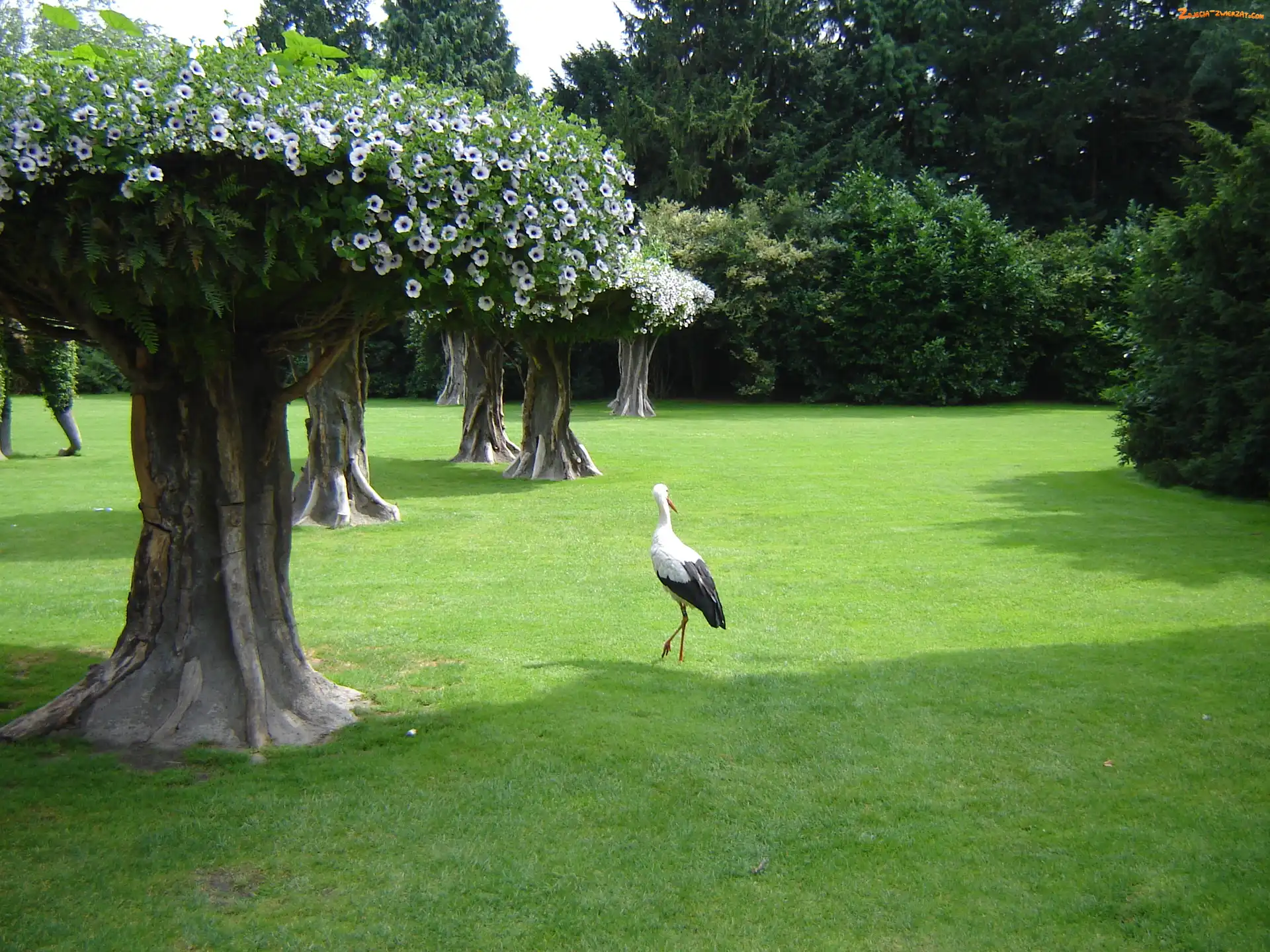 Park, Drzewa, Bocian, Surfinie