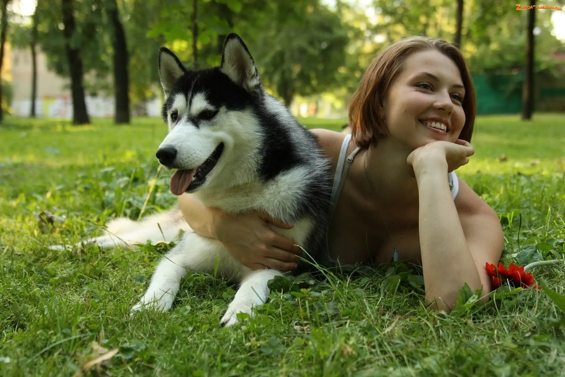 Park, Syberian Husky, Dziewczyna