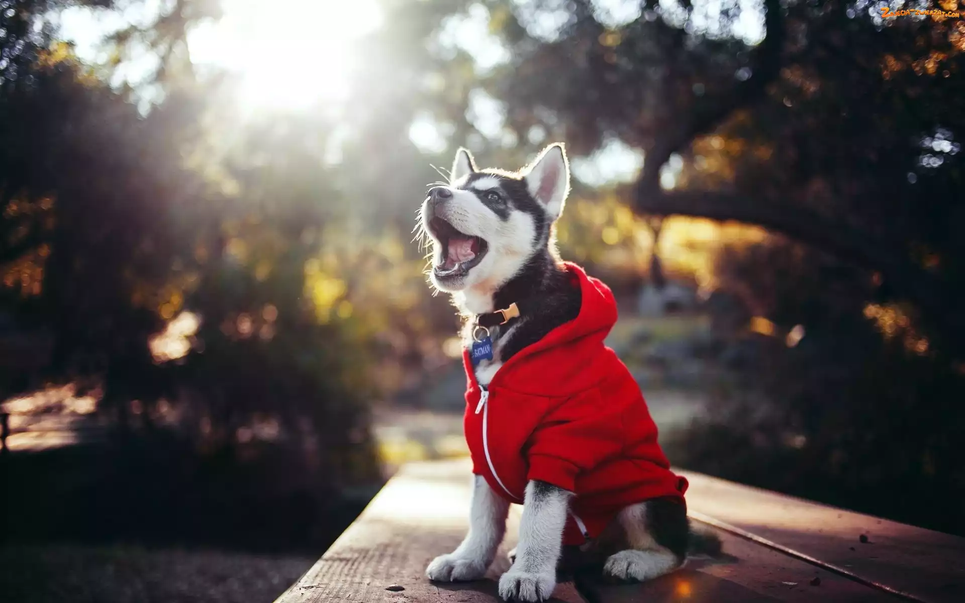 Park, Ławka, Szczeniaczek, Husky, Ubranko
