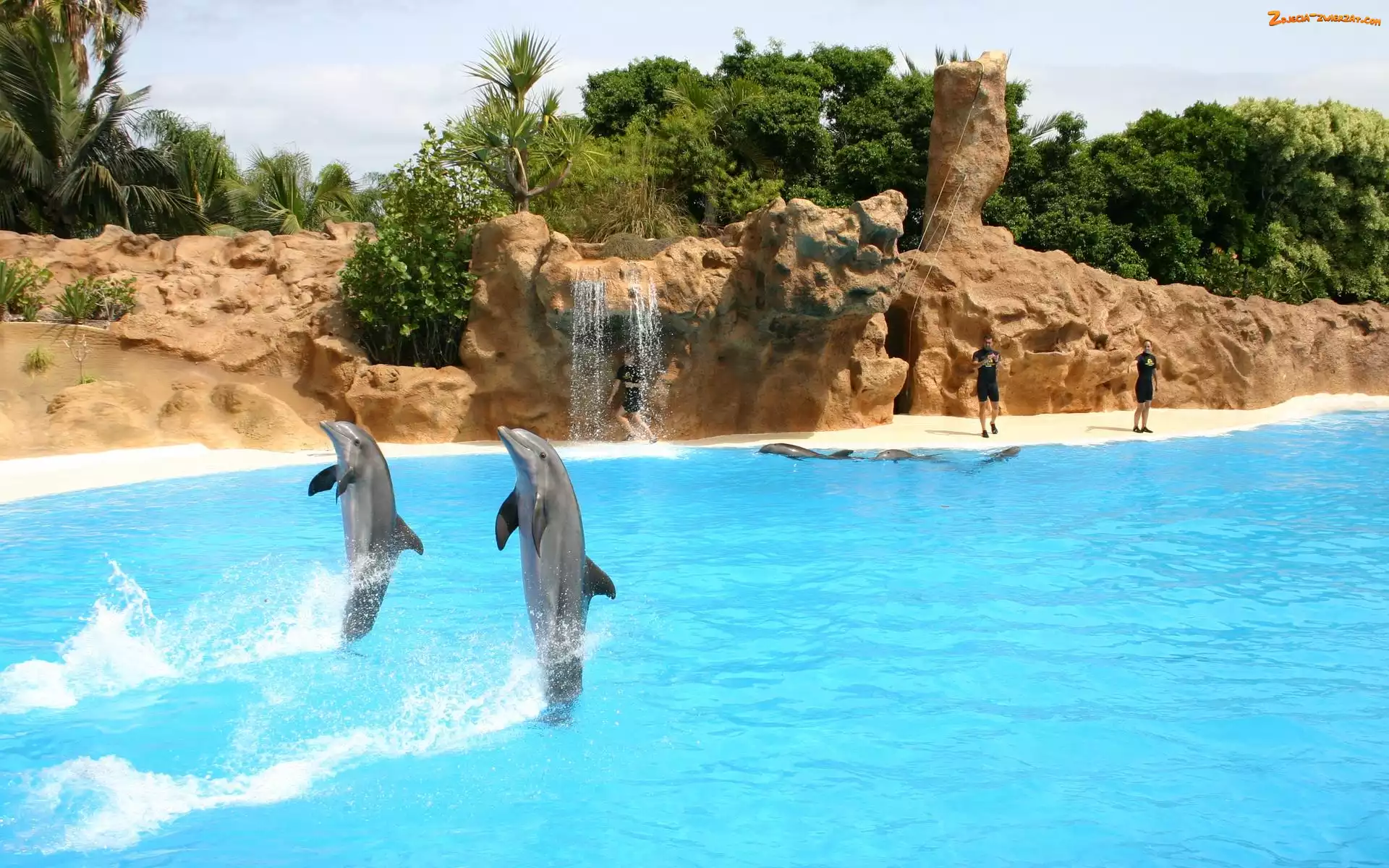 Pokaz, Delfiny, Puerto de la Cruz, Teneryfa, Loro Park