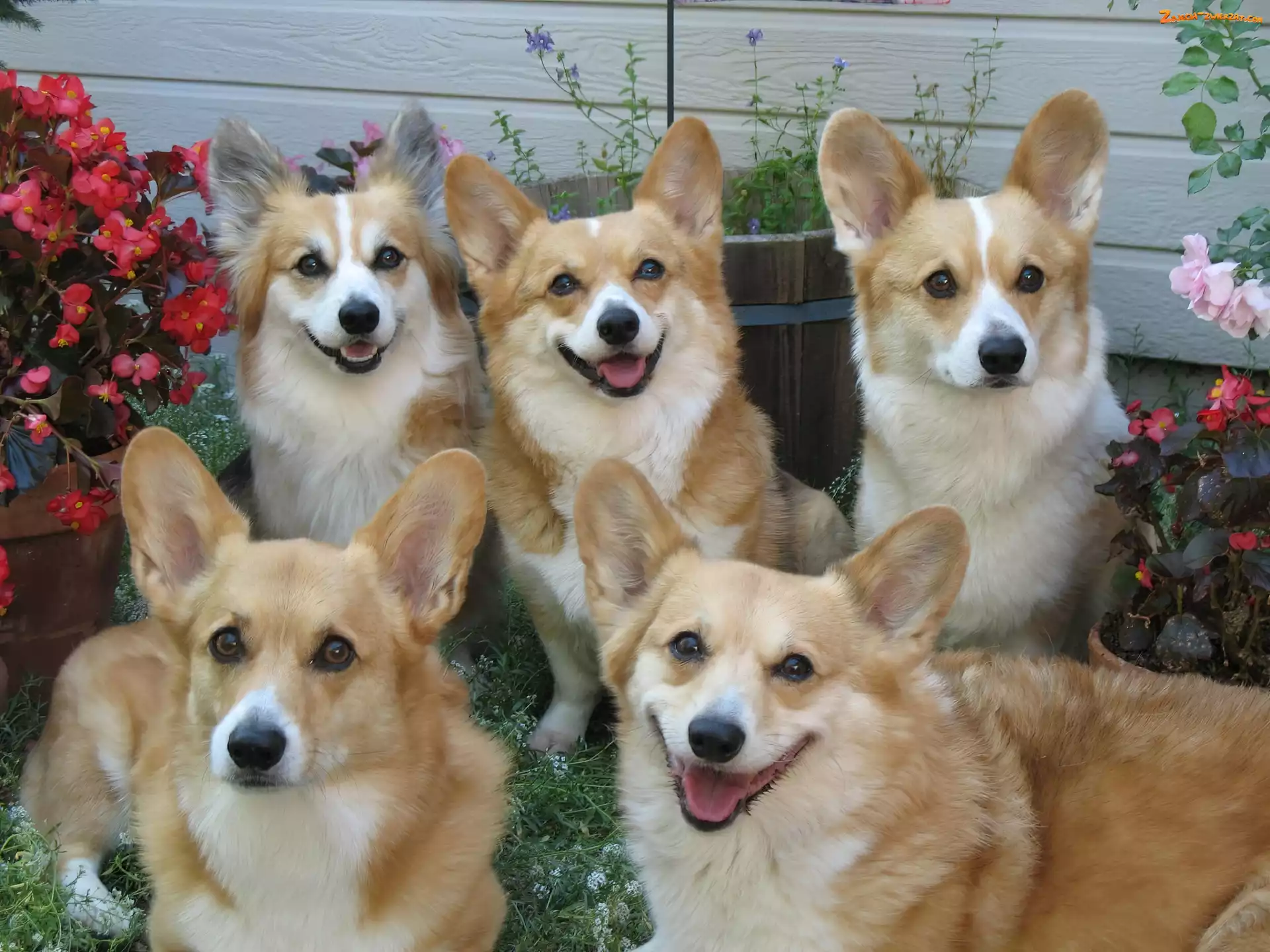 Pasterskie, Ogród, Psy, Welsh Corgi Pembroke