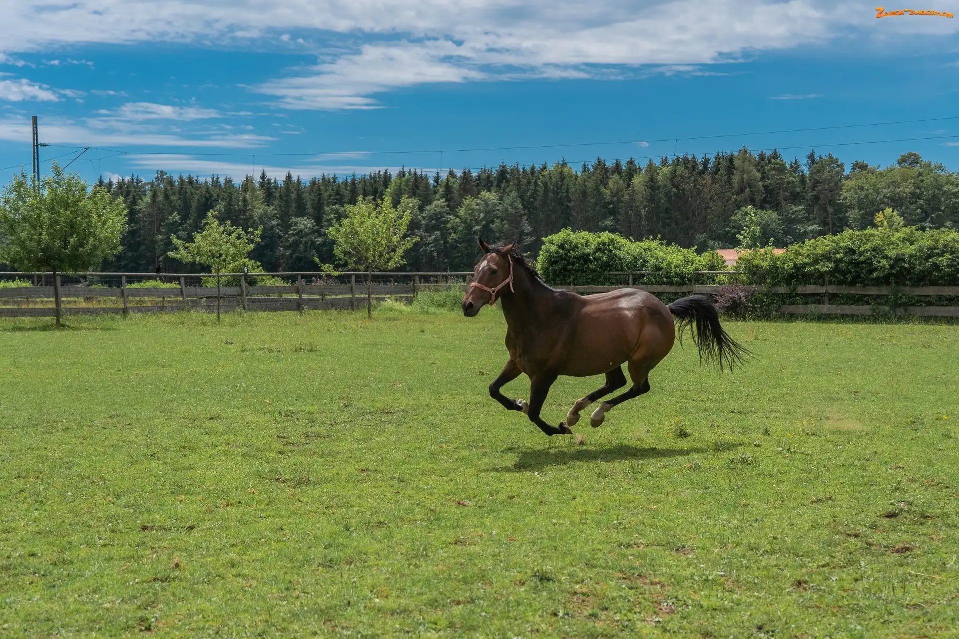 Pastwisko, Galop, Koń, Ogrodzenie