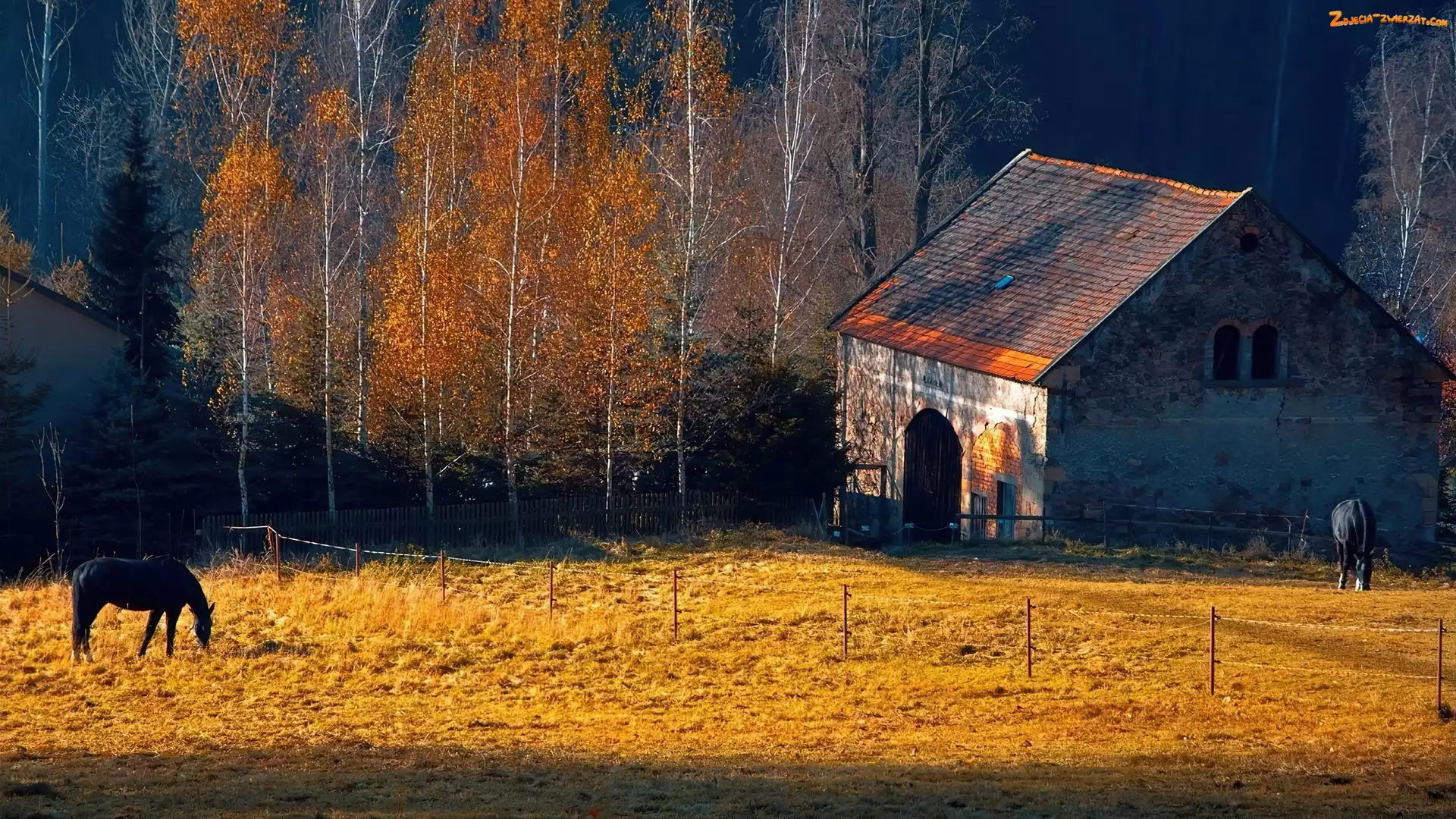Konie, Pastwisko, Drzewa, Szopa