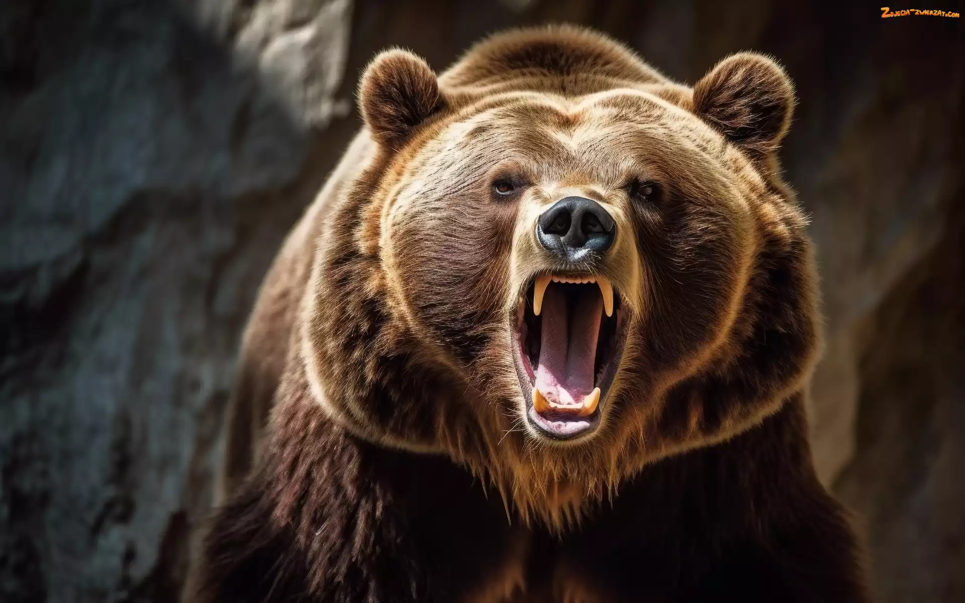 Otwarta, Paszcza, Kły, Niedźwiedź, Grizzly