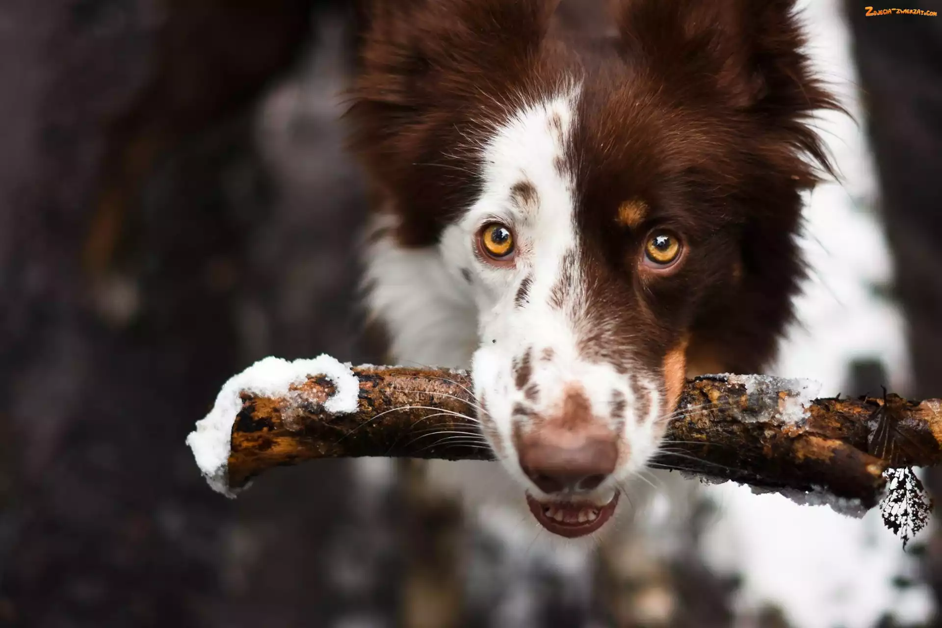 Patyk, Pies, Border Collie
