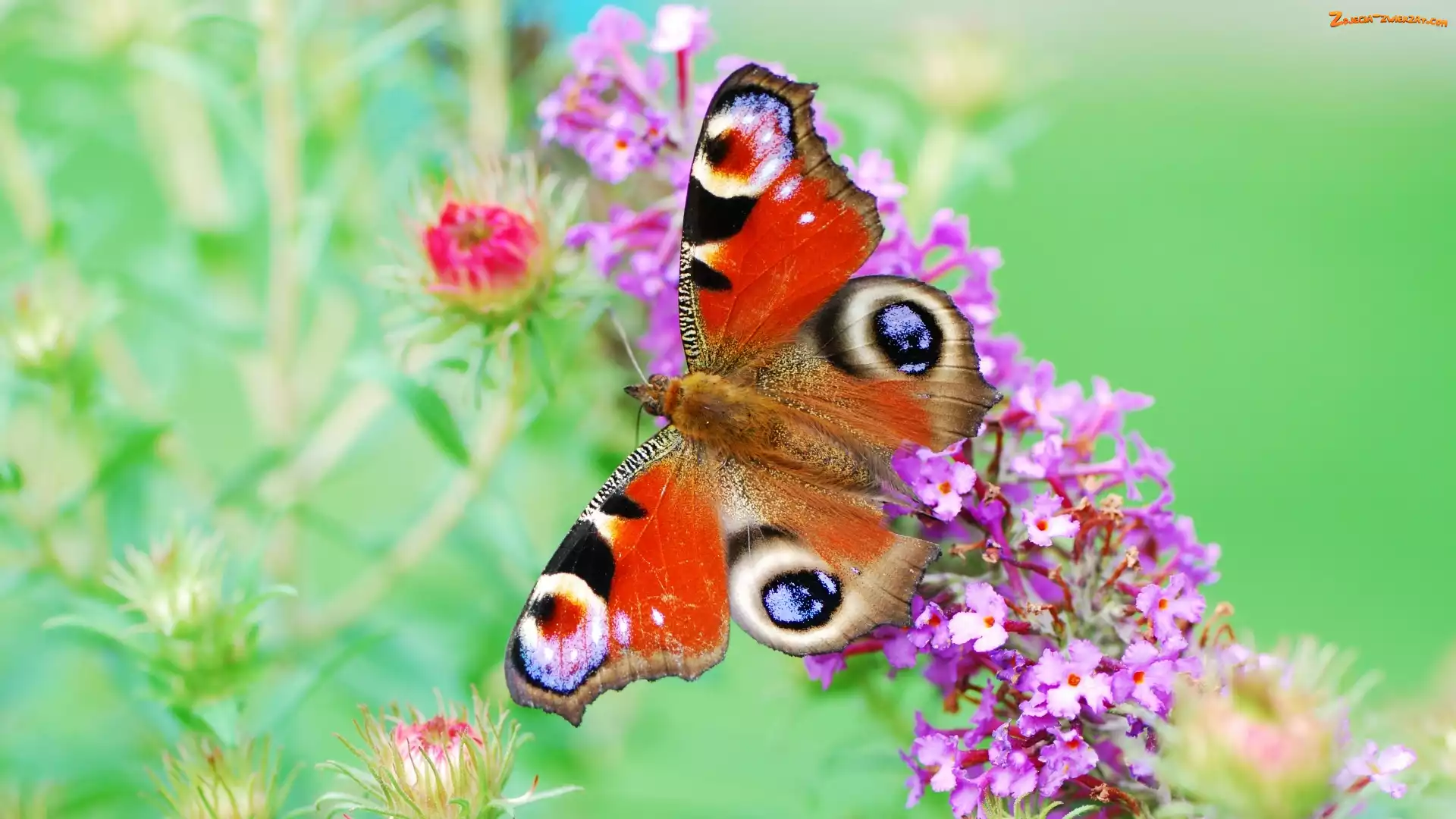 Pawie Oczko, Kwiaty, Motyl, Fioletowe