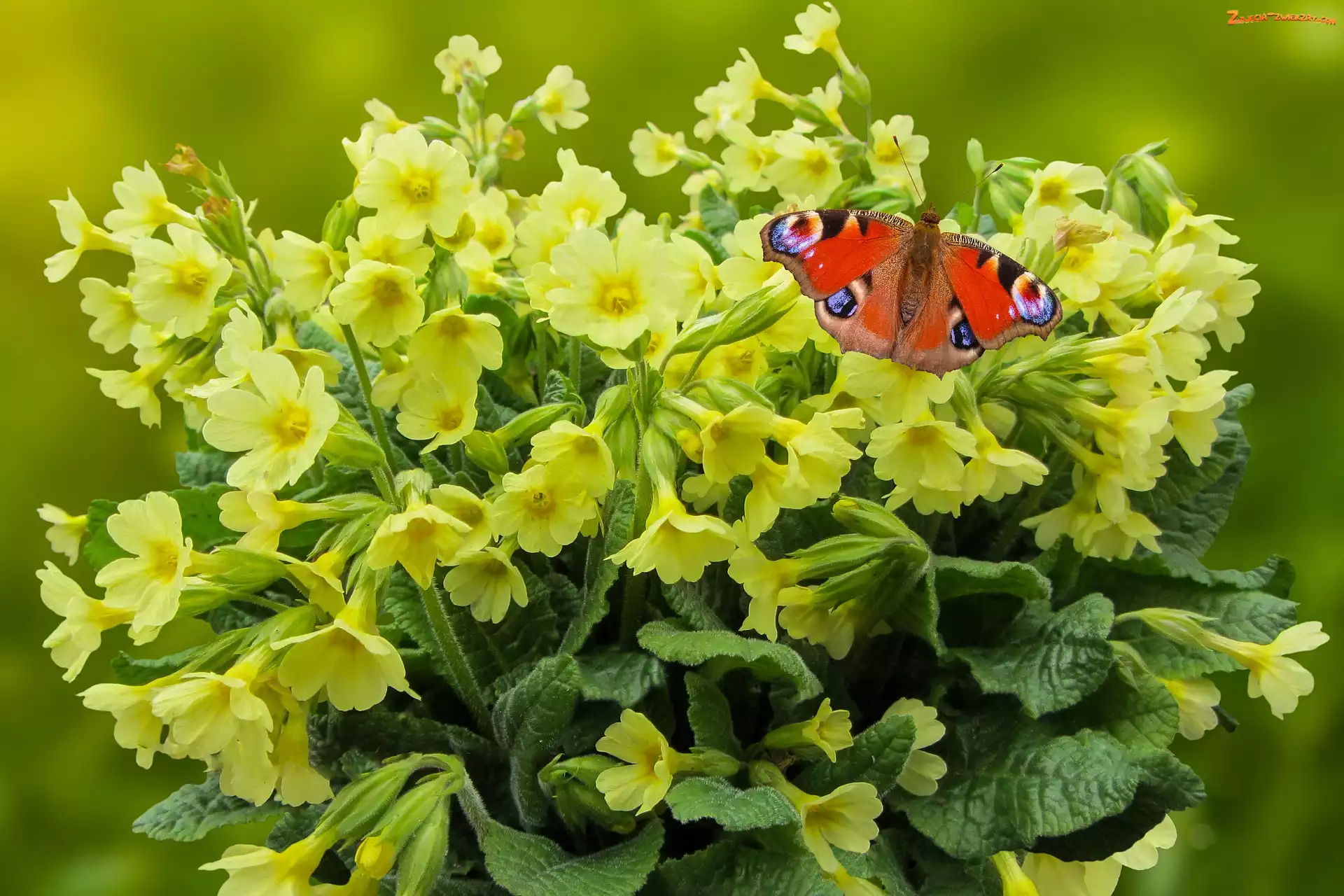 Motyl, Pierwiosnki, Rusałka pawik, Żółte, Kwiaty