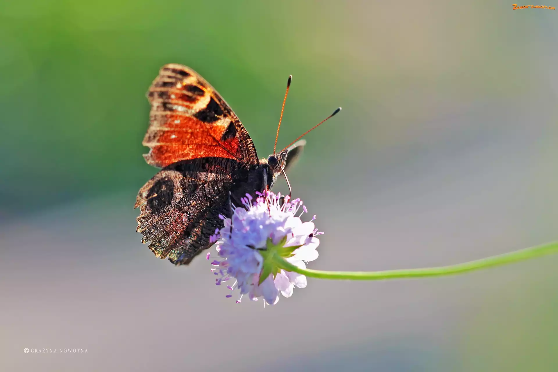 Pawik, Owad, Rusałka, Motyl