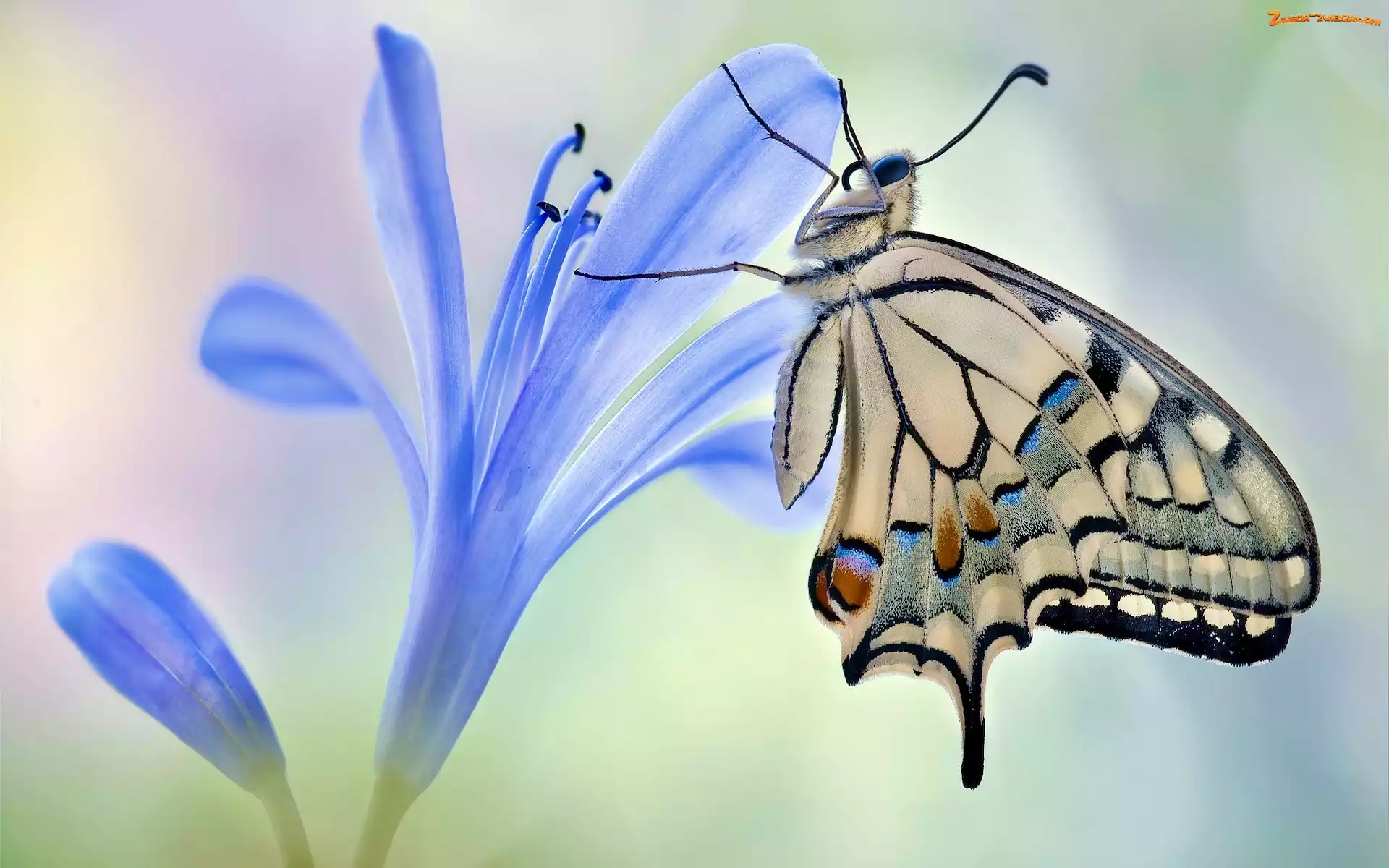 Motyl, Paź królowej, Niebieski, Kwiat