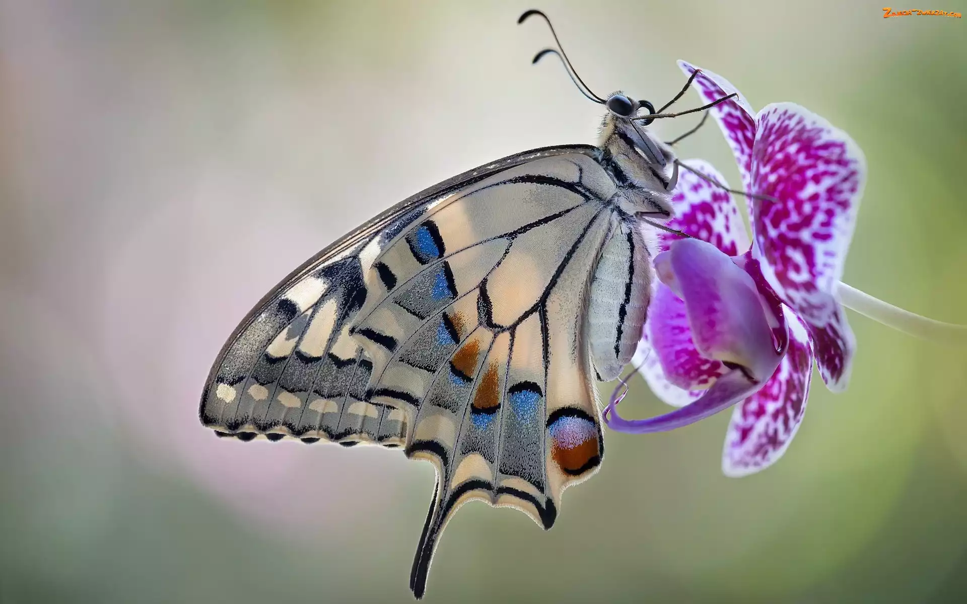 Motyl, Paź królowej, Storczyk, Kwiat