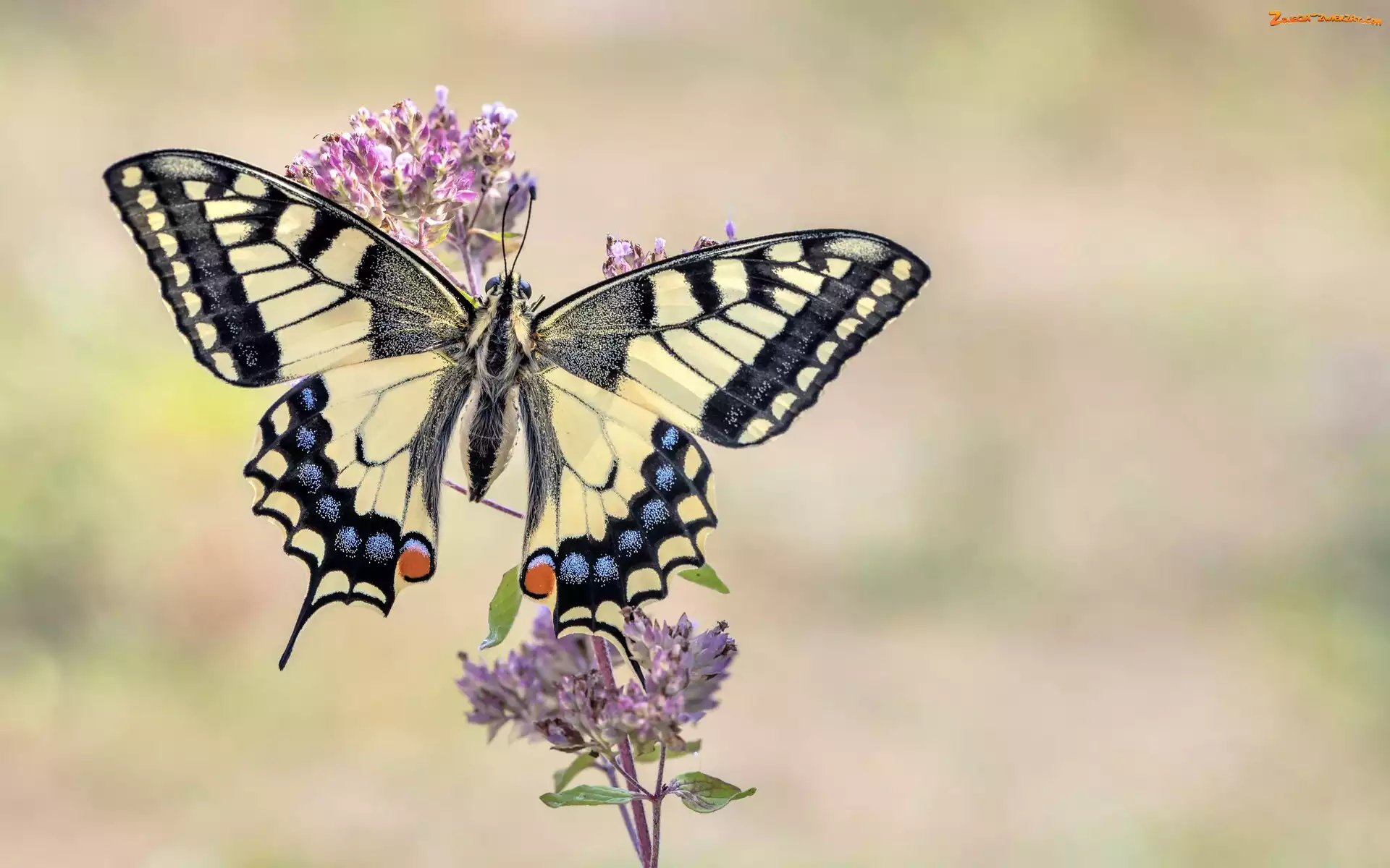 Motyl, Paź królowej, Gałązka, Kwiaty