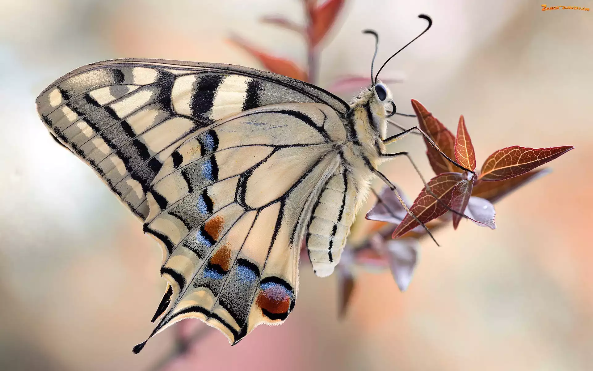 Motyl, Paź królowej, Listki, Roślina