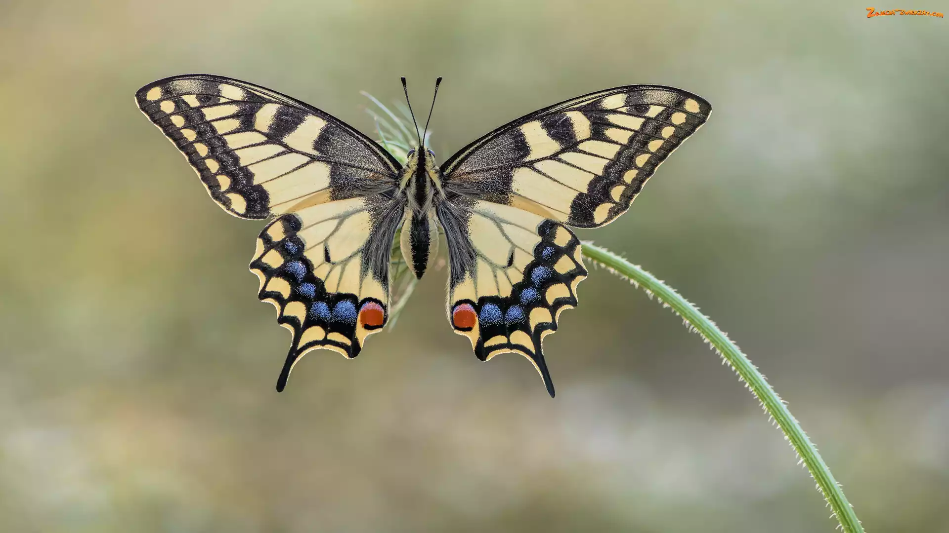 Motyl, Paź królowej, Łodyga, Roślina