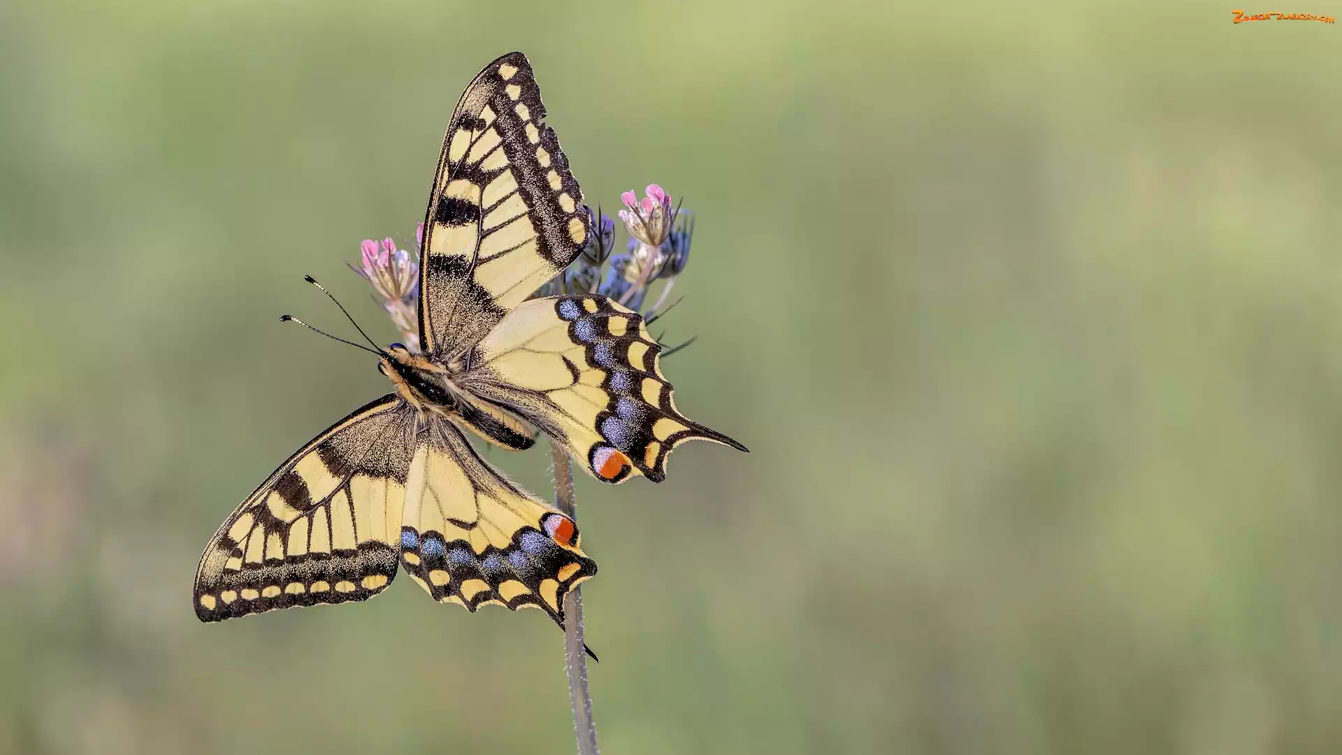 Motyl, Paź królowej, Zbliżenie, Roślinka
