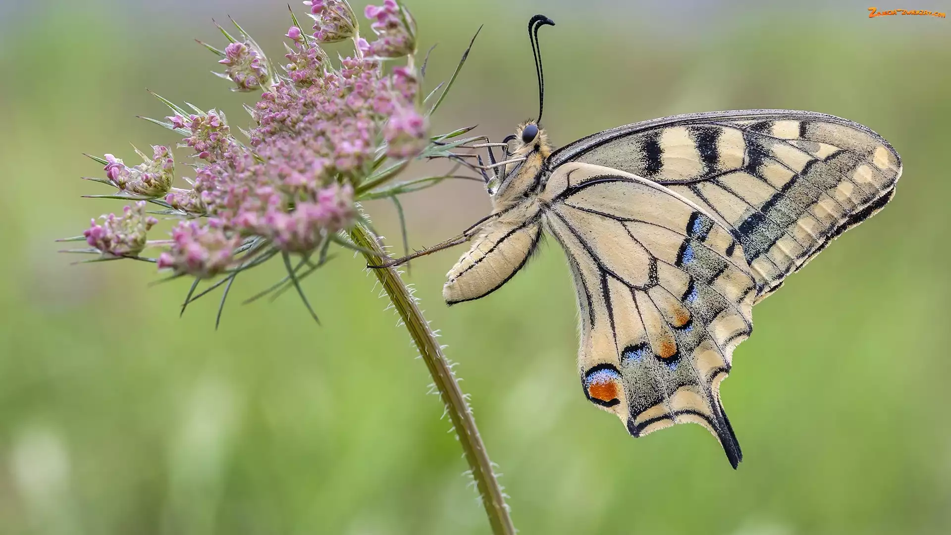 Motyl, Paź królowej, Kwiatek, Różowy