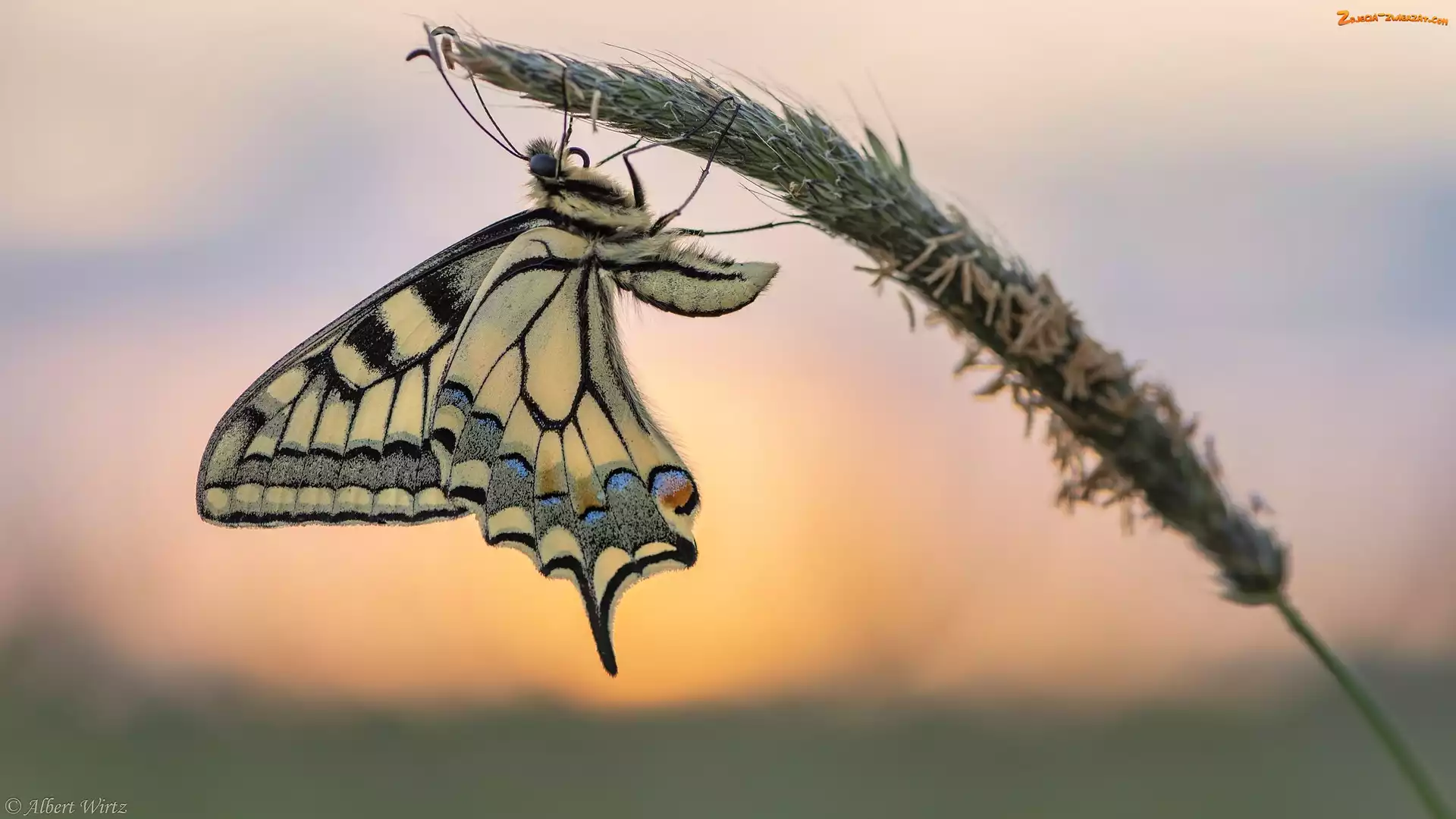 Motyl, Paź królowej, Źdźbło, Trawa