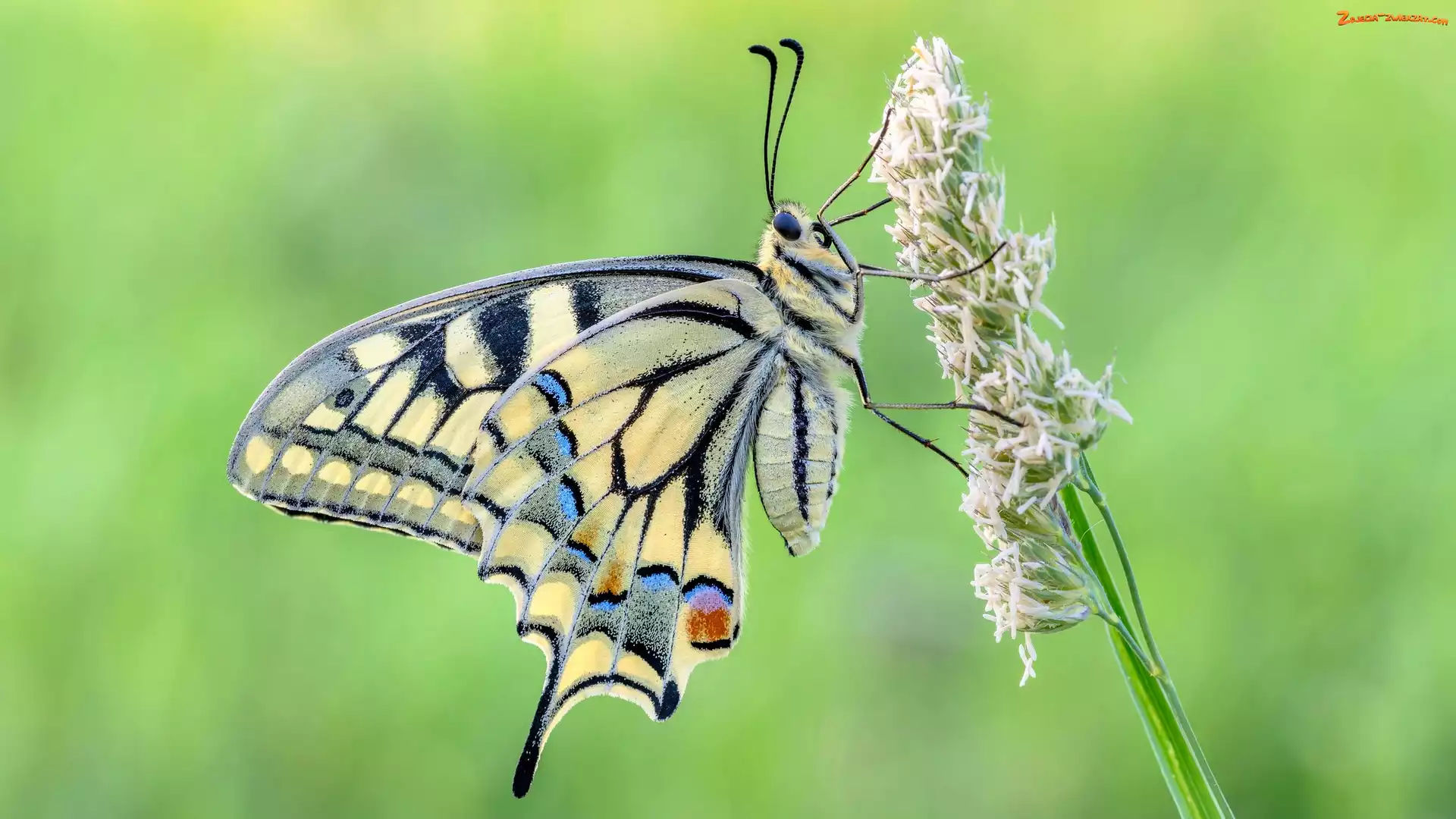 Motyl, Paź królowej, Trawa, Źdźbło