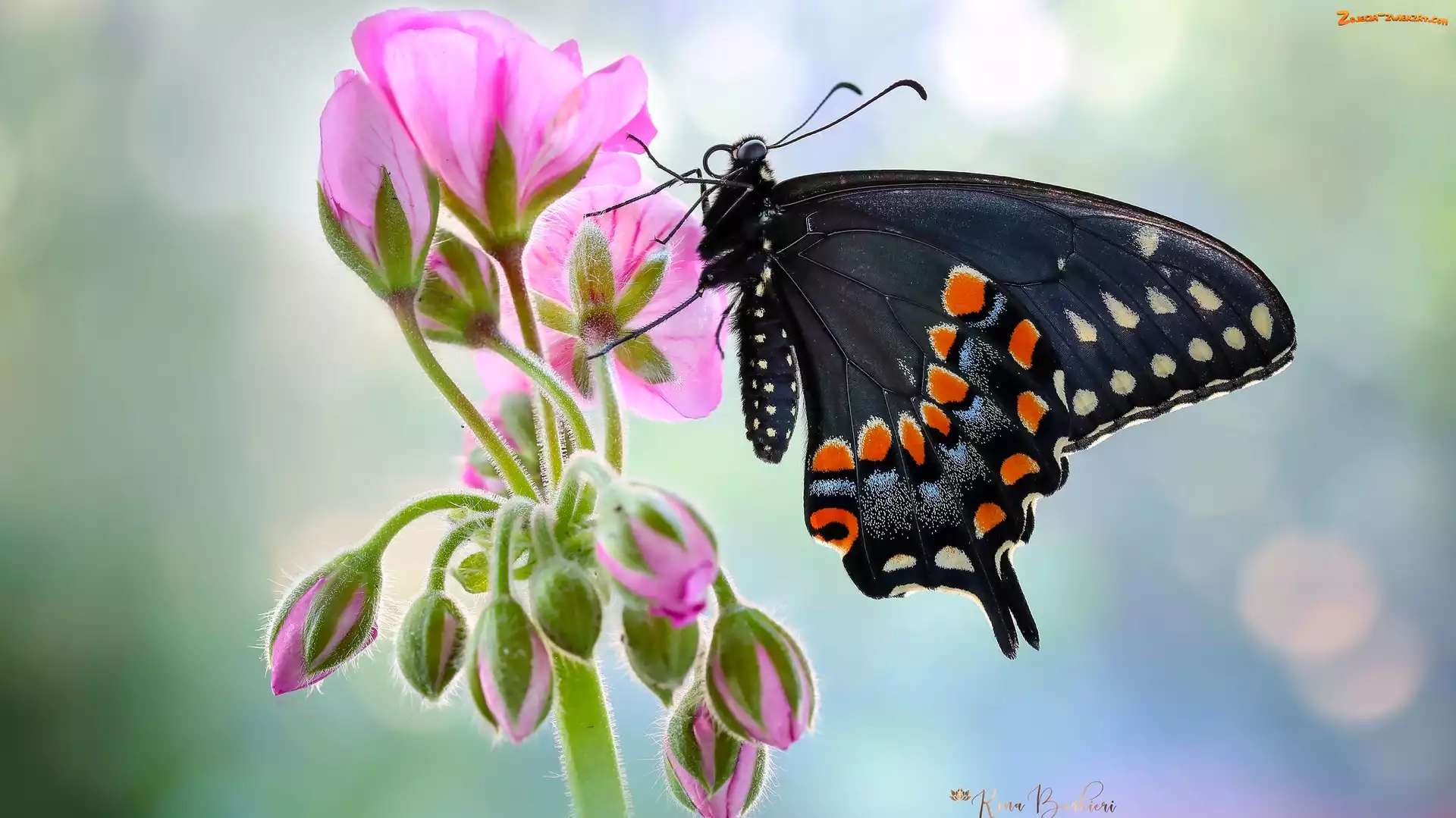 Makro, Paź królowej, Motyl, Pelargonia, Rozmycie, Czarny, Kwiat