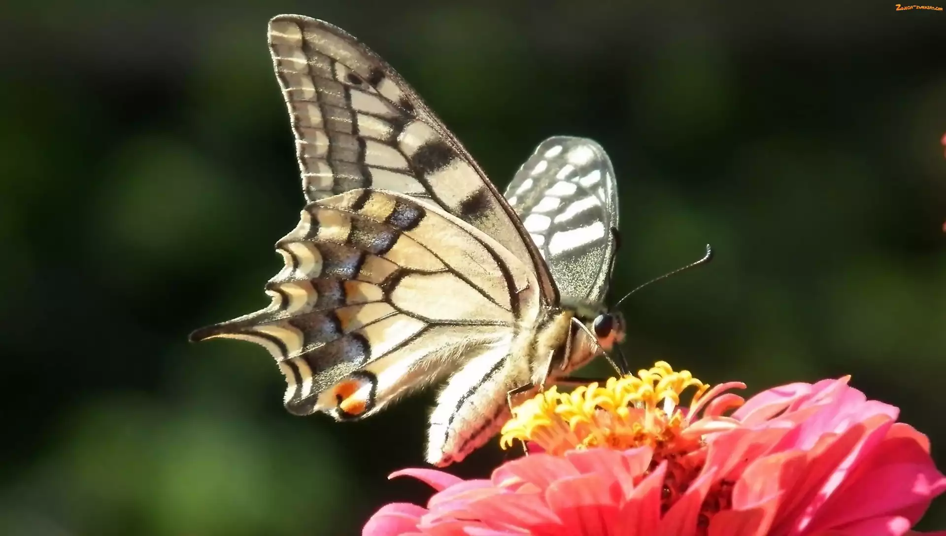 Paż królowej, Cynia, Motyl, Kwiat