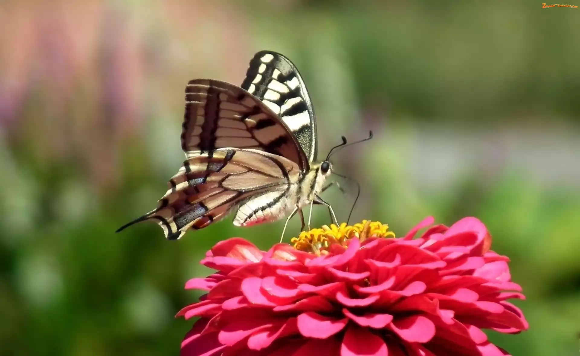 Paż królowej, Cynia, Motyl, Kwiat