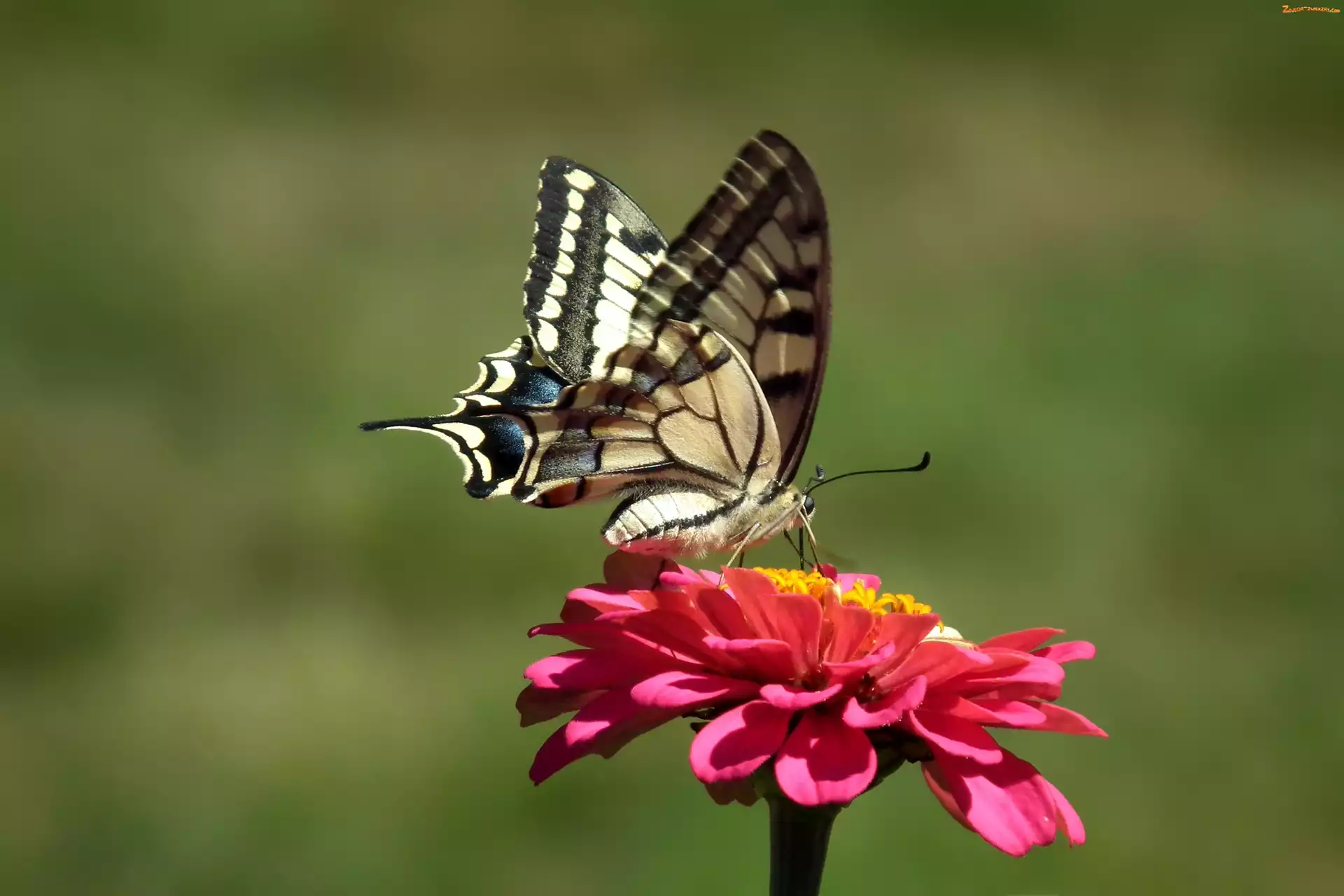 Paż królowej, Cynia, Motyl, Kwiat
