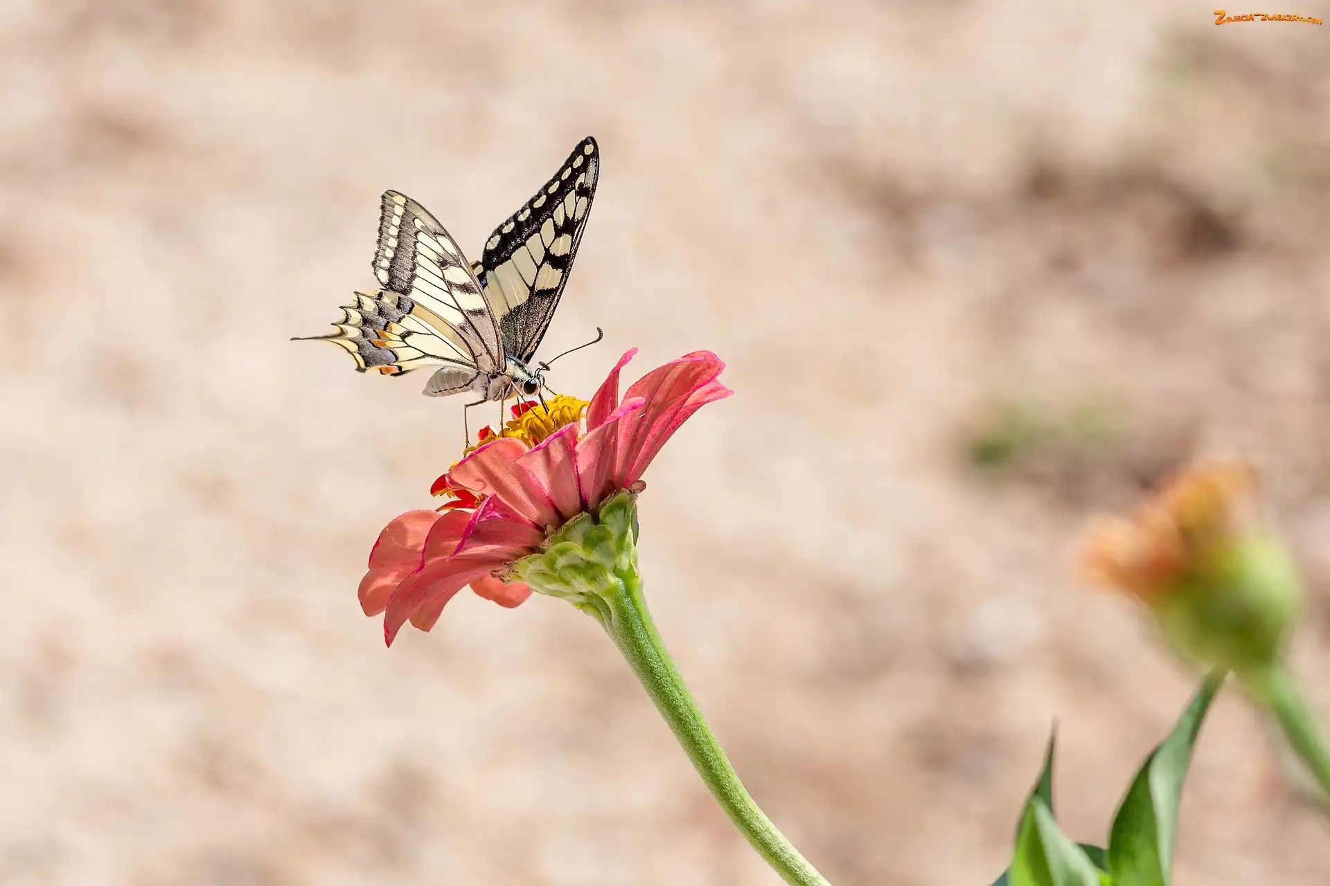 Paź królowej, Cynia, Motyl, Kwiat