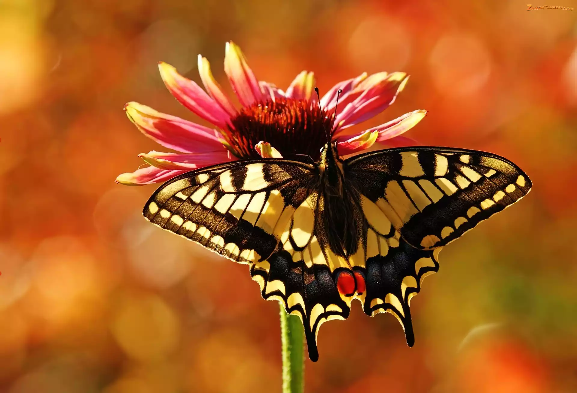 Paź, Gerbera, Motyl, Królowej