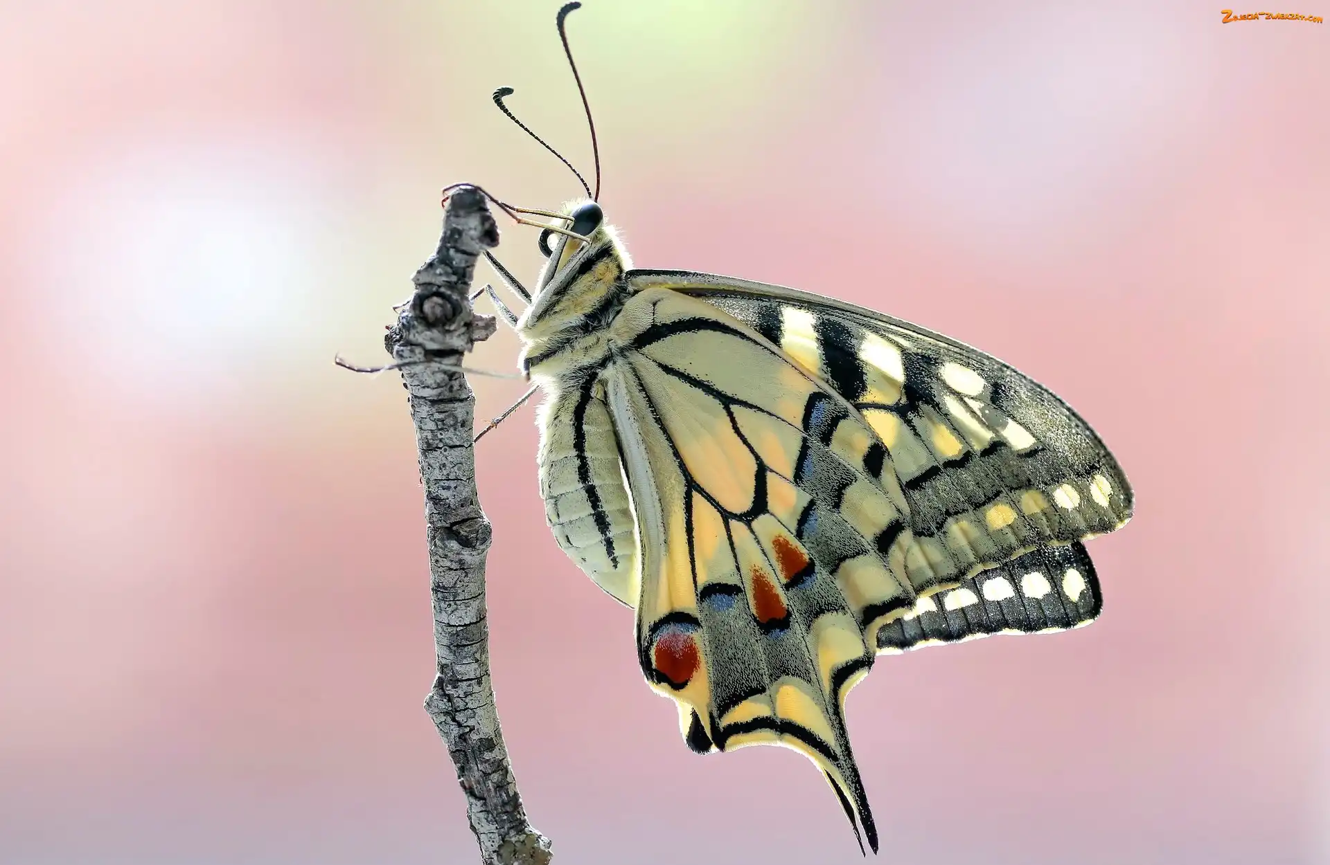 Paź królowej, Makro, Motyl, Gałązka