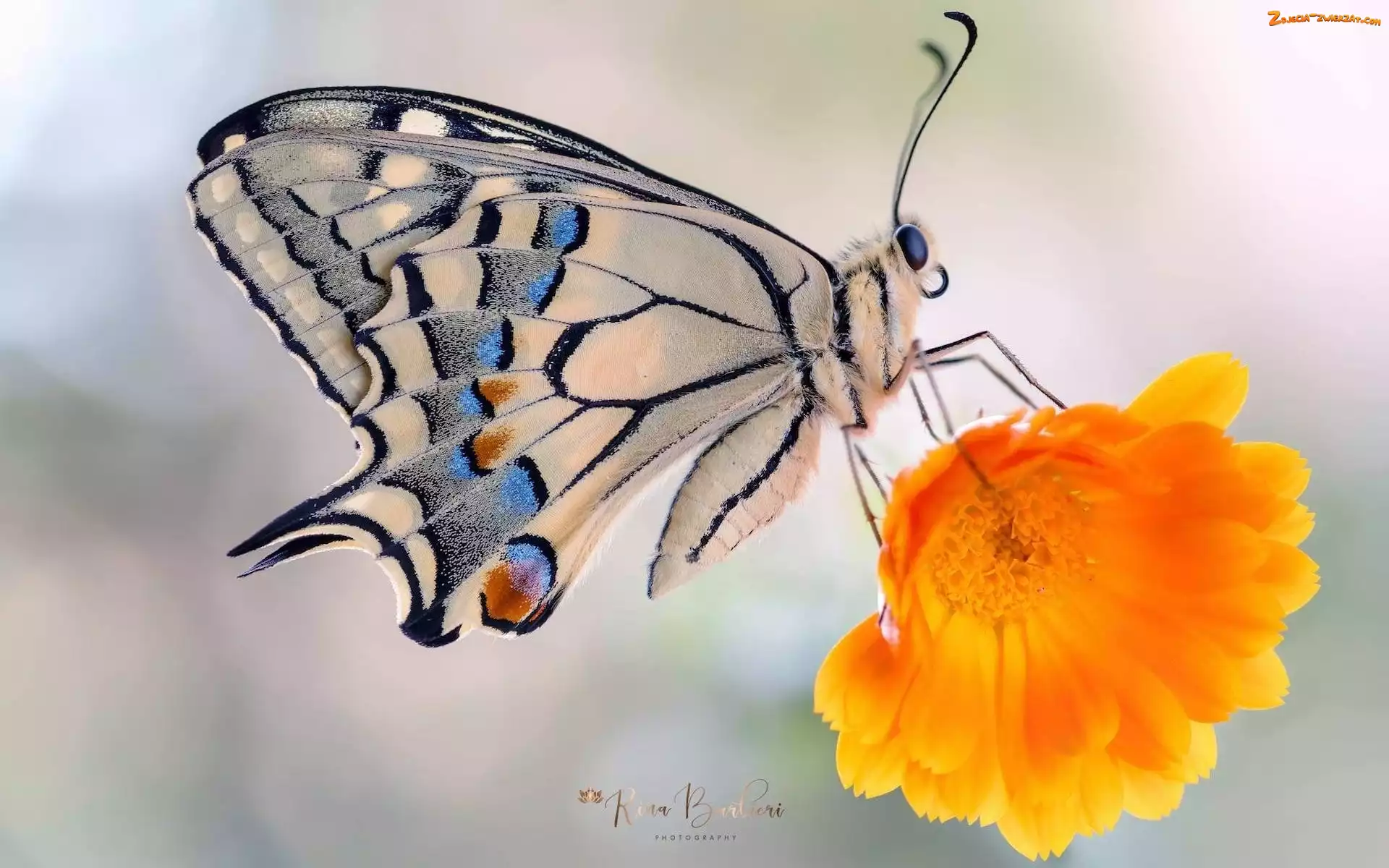 Paź królowej, Makro, Motyl, Kwiat