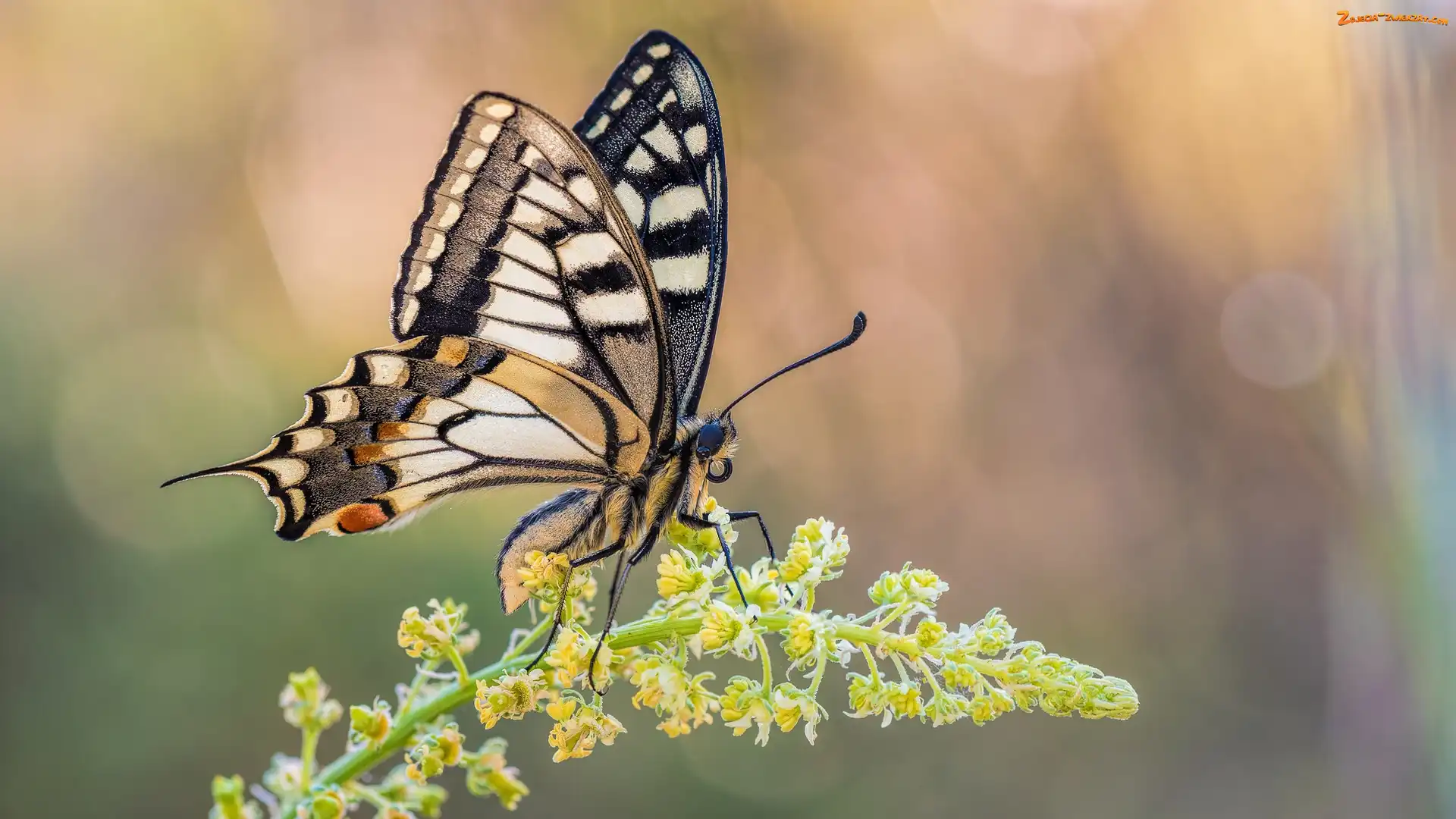 Paź królowej, Makro, Motyl, Roślina