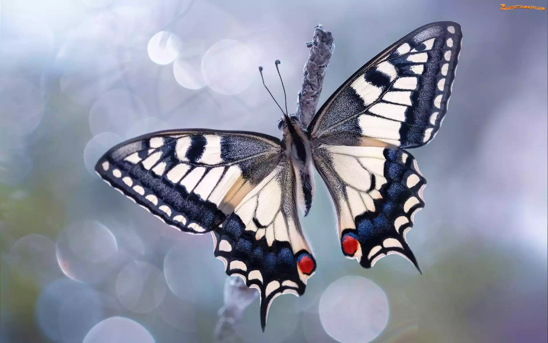 Paź królowej, Makro, Motyl, Rozmycie