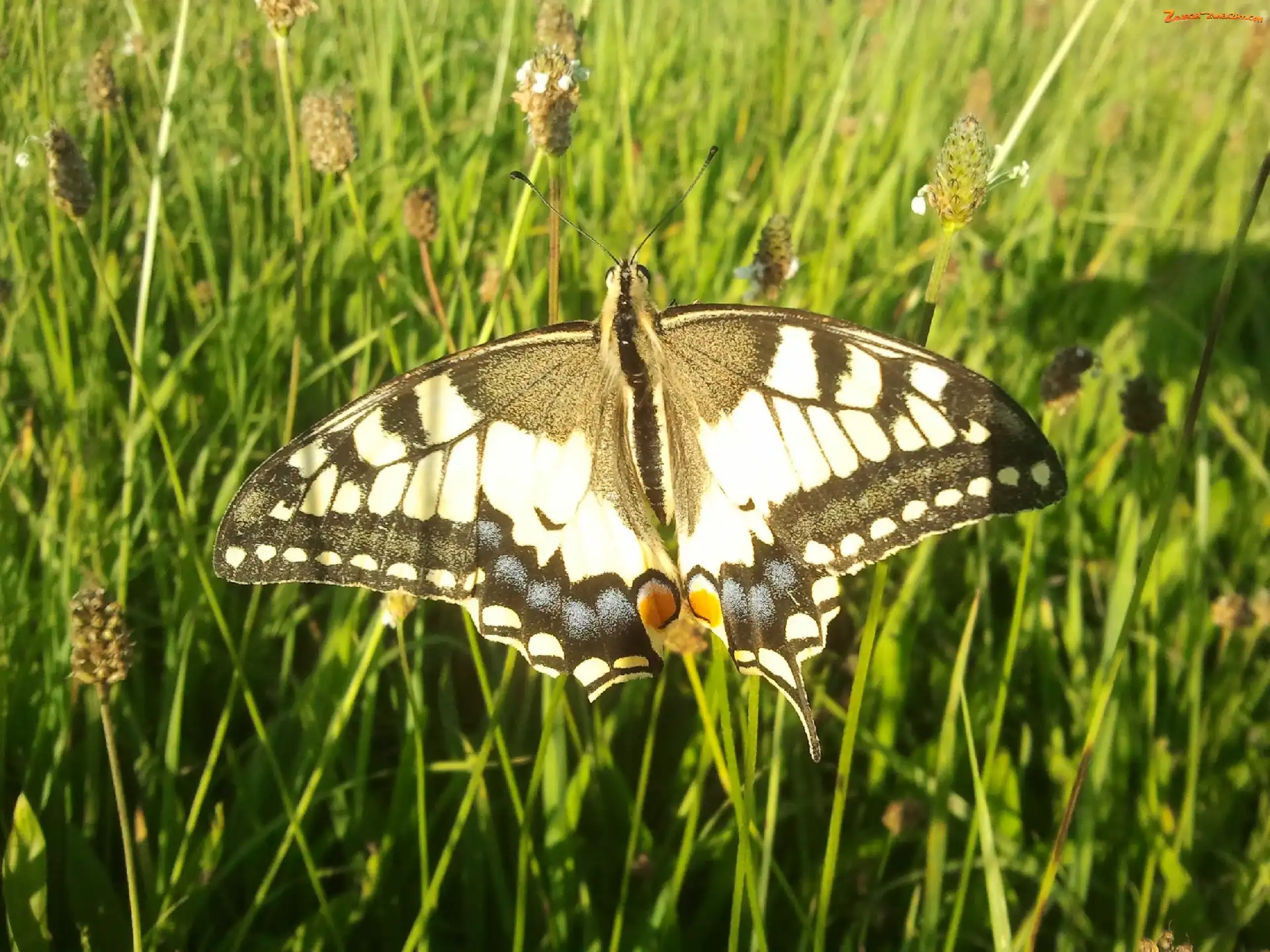 Paź Królowej, Piękny, Motyl