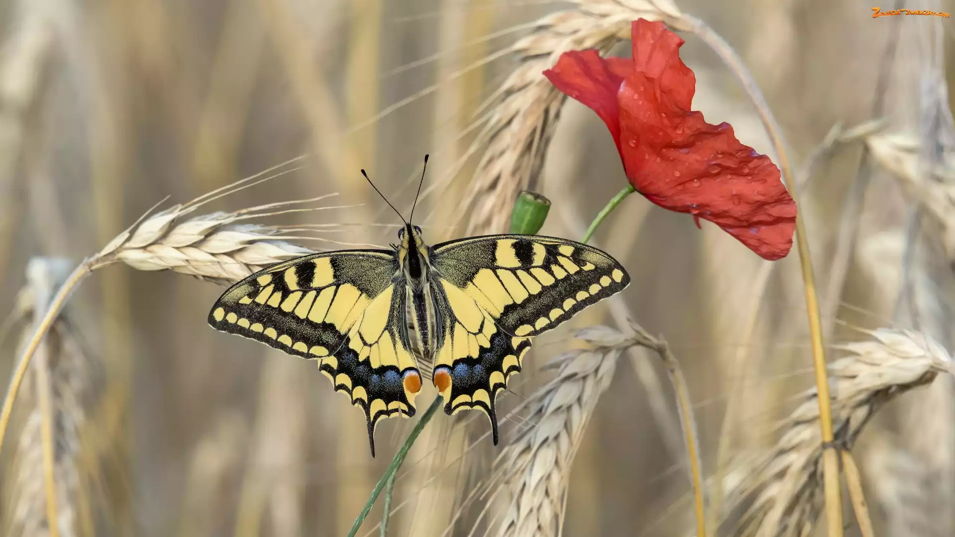 Paź królowej, Motyl, Kłosy, Zboże, Mak