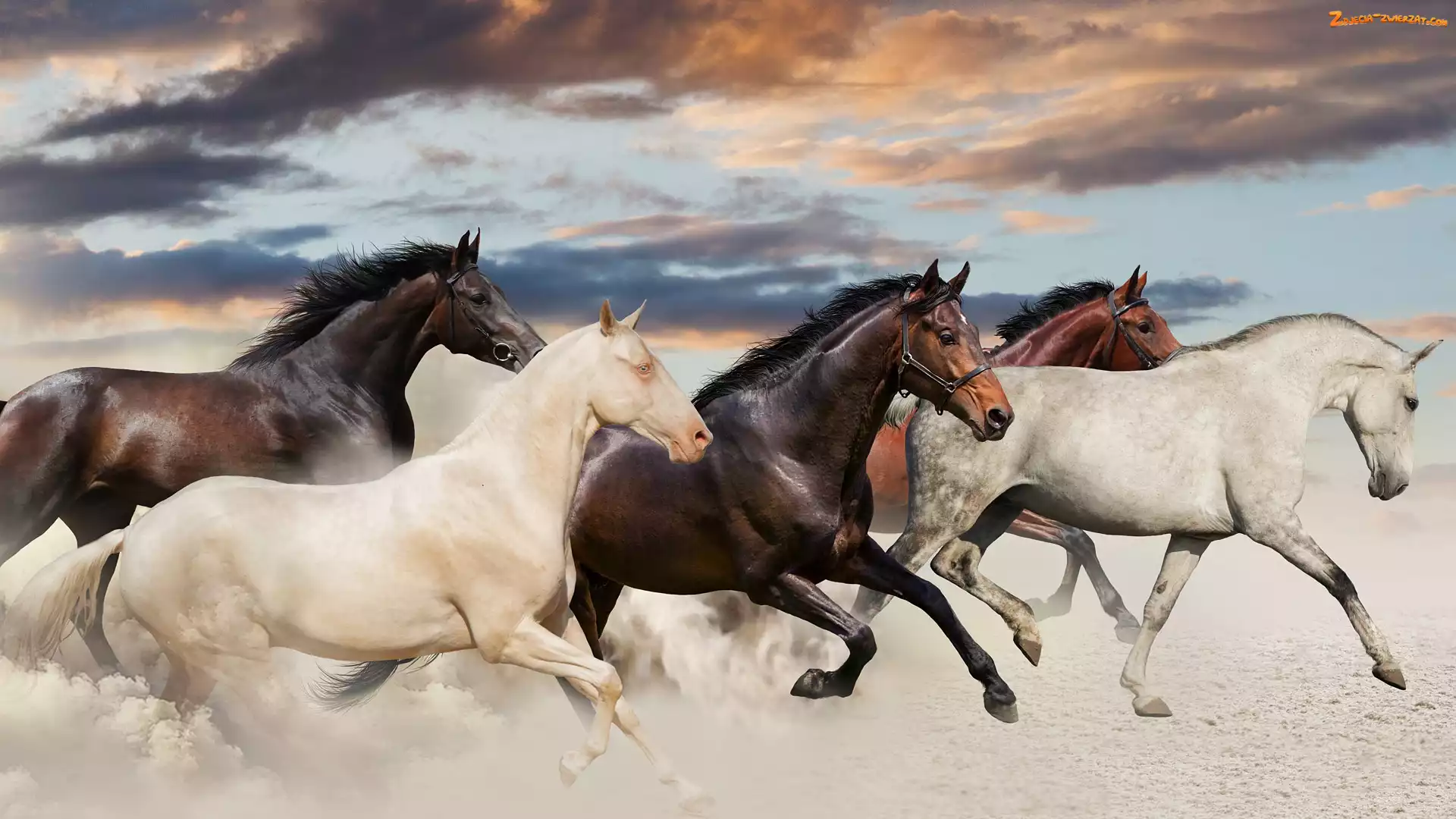 Galop, Pędzące, Konie