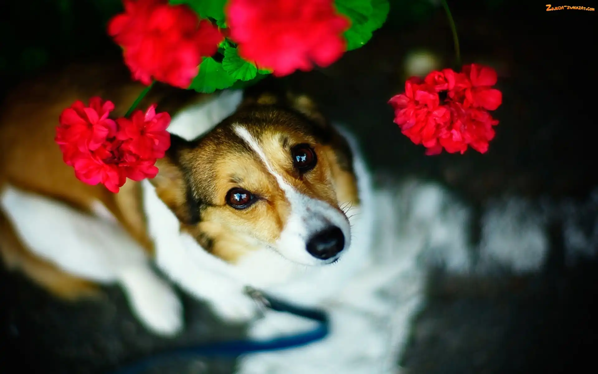 Pies, Pelargonia, Spojrzenie