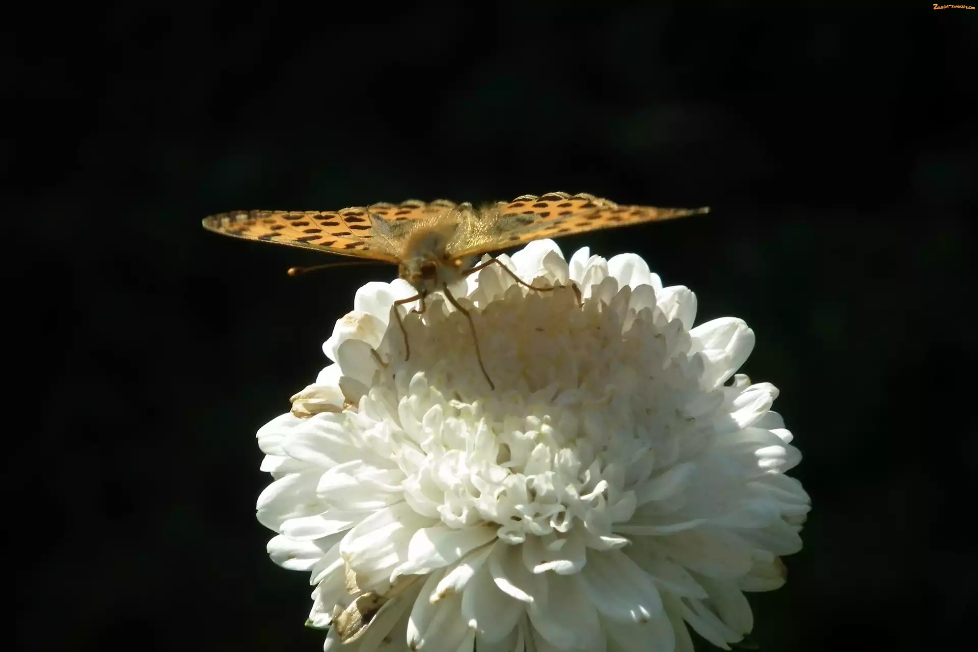 Perłowiec malinowiec, Aster, Motyl, Kwiat
