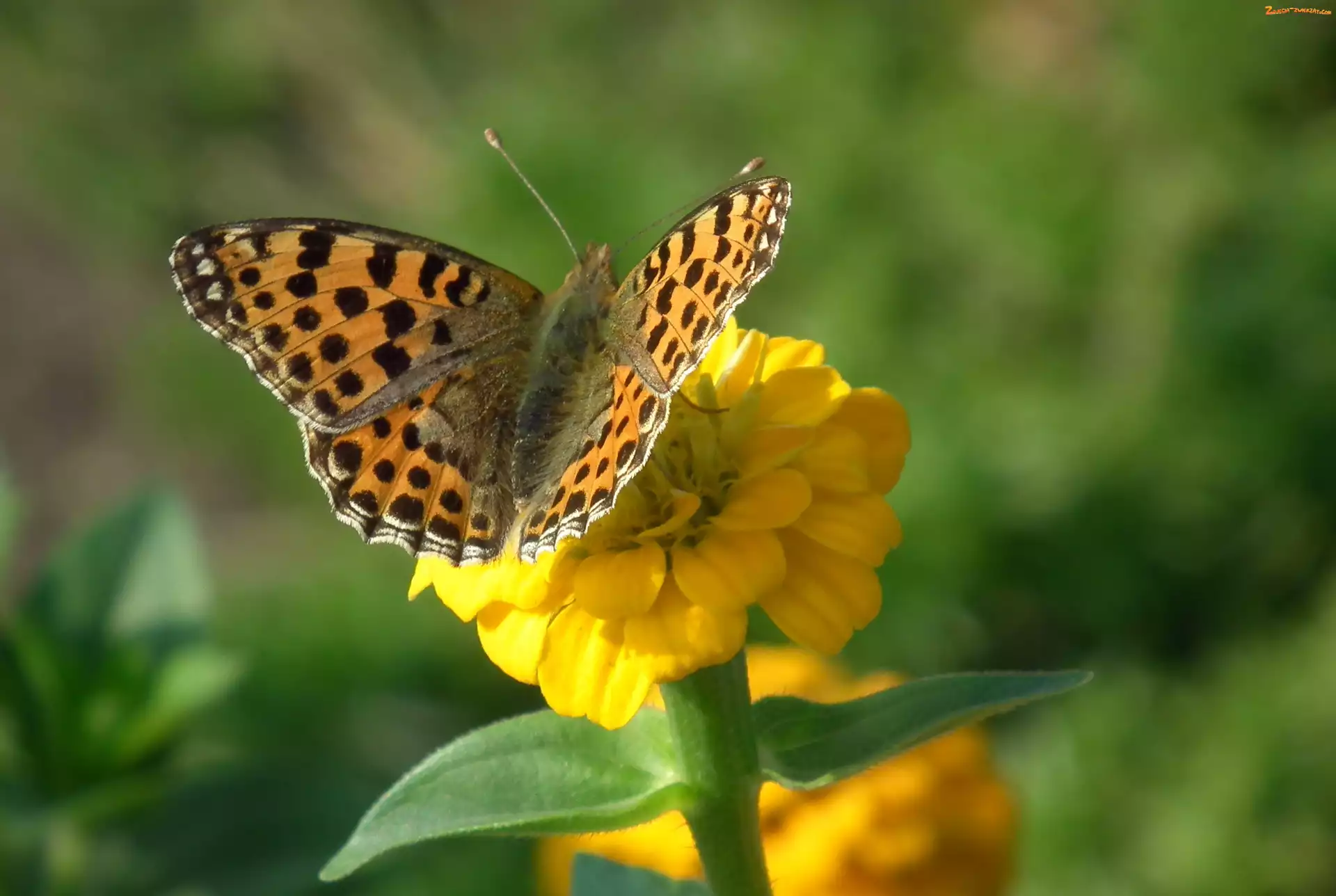 Perłowiec malinowiec, Cynia, Motyl, Kwiat