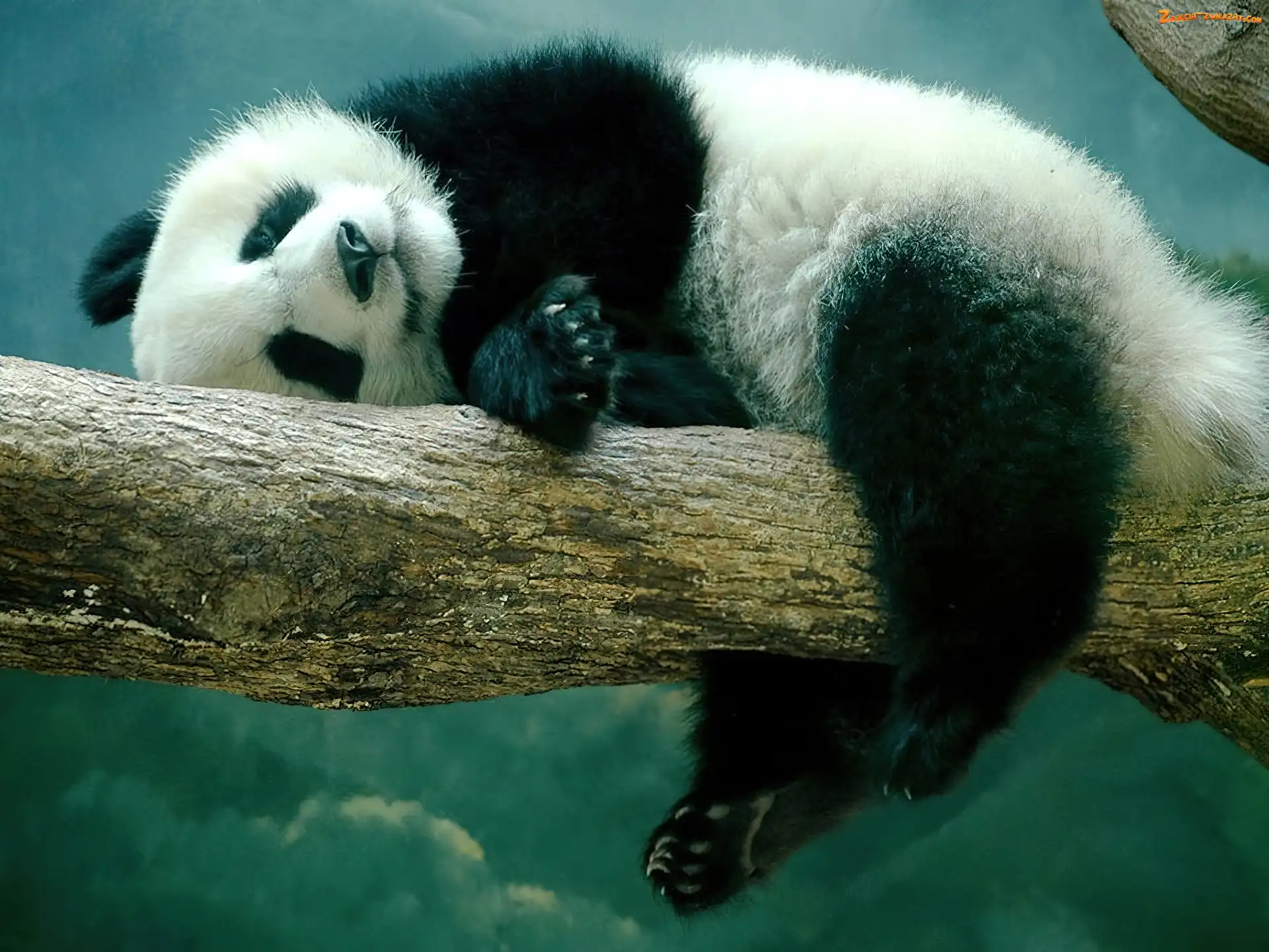 Drzewo, Śpiąca, Panda