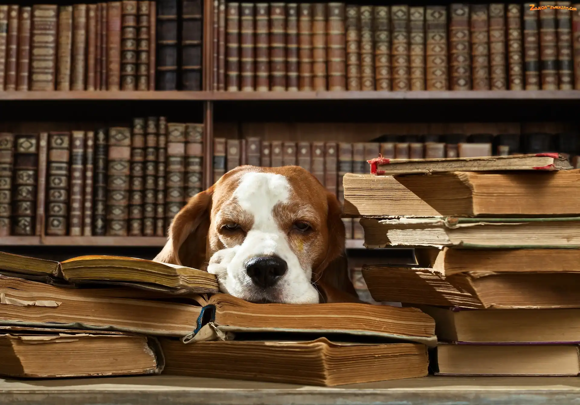 Śmieszne, Biblioteczka, Pies, Śpiący, Książki