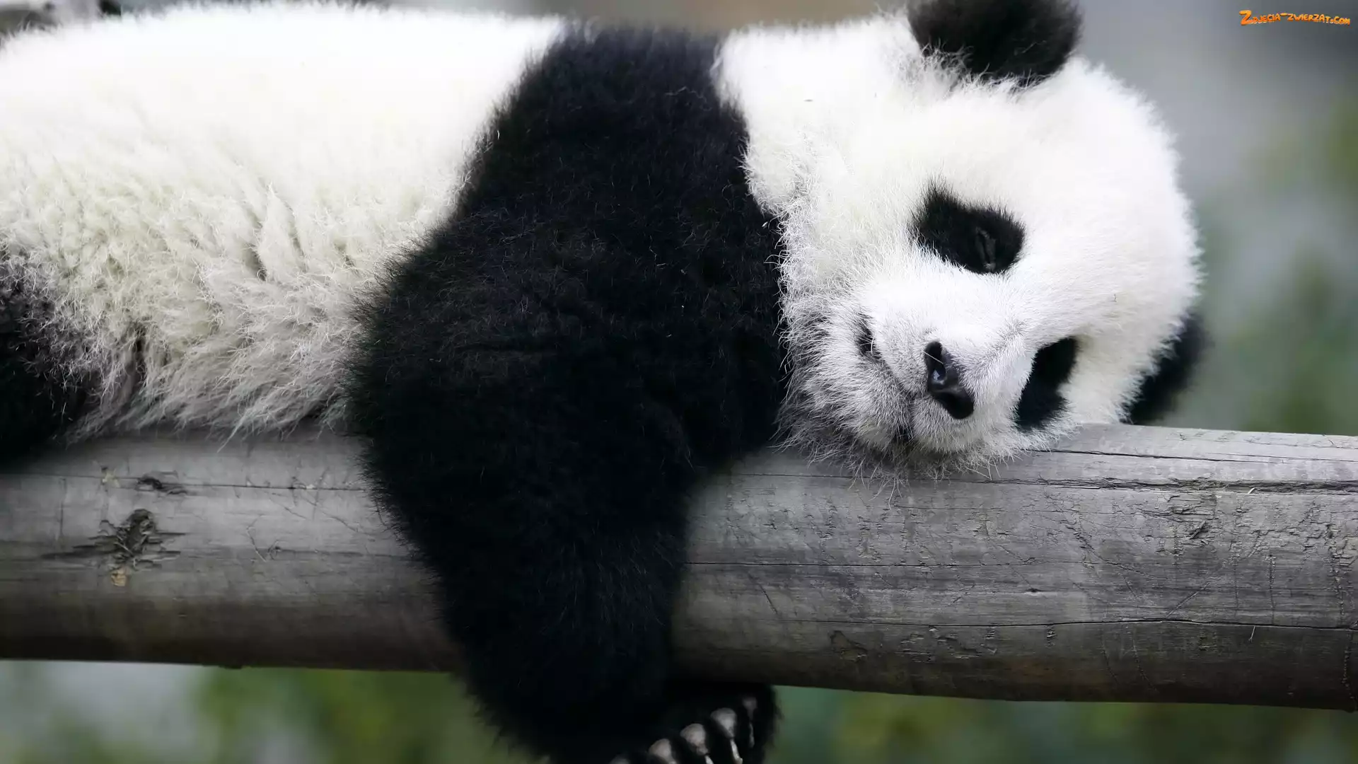 Panda, Śpiący, Miś