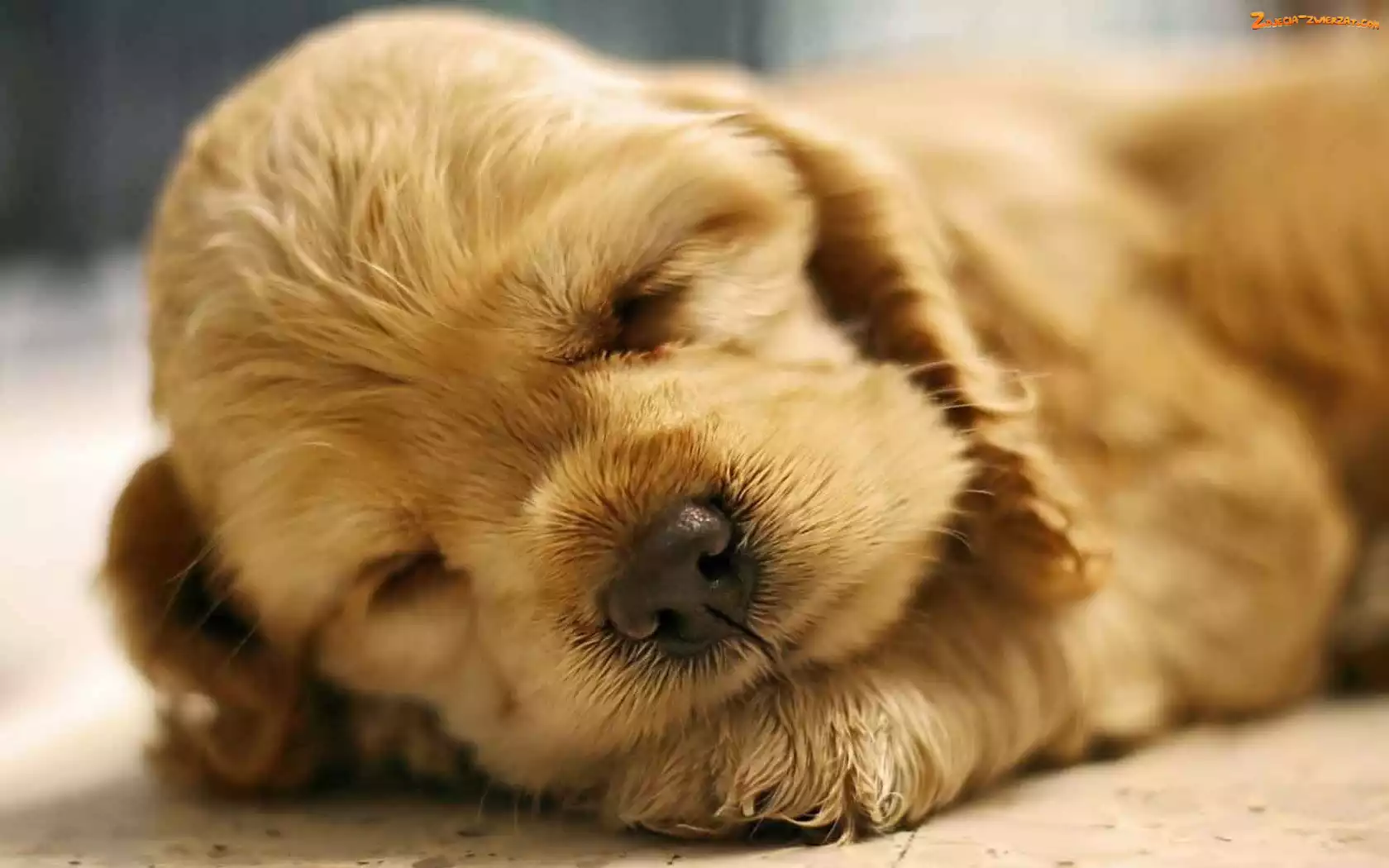 Spaniel, Śpiący, Szczeniaczek