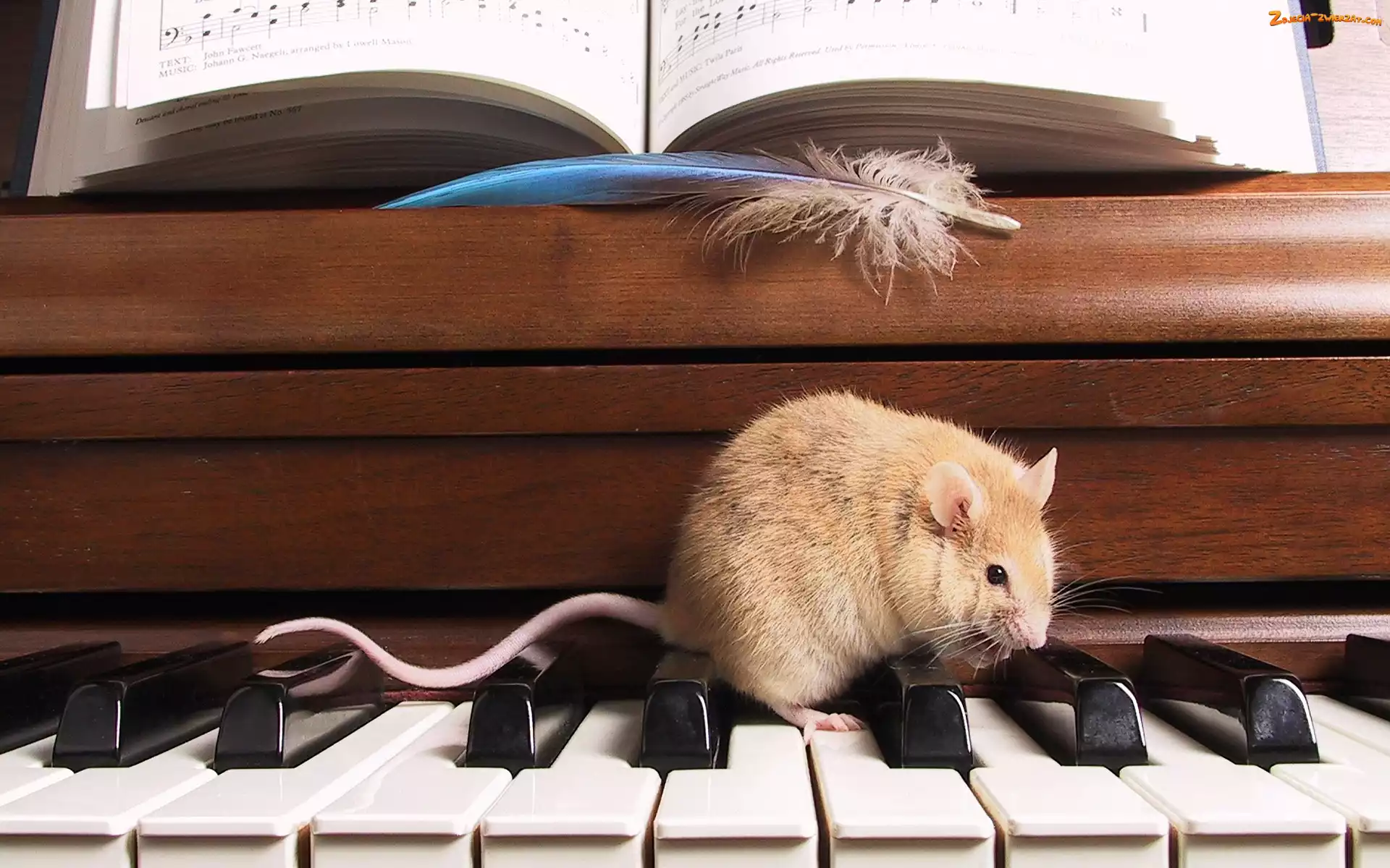 Pianino, Nuty, Myszka, Klawiatura