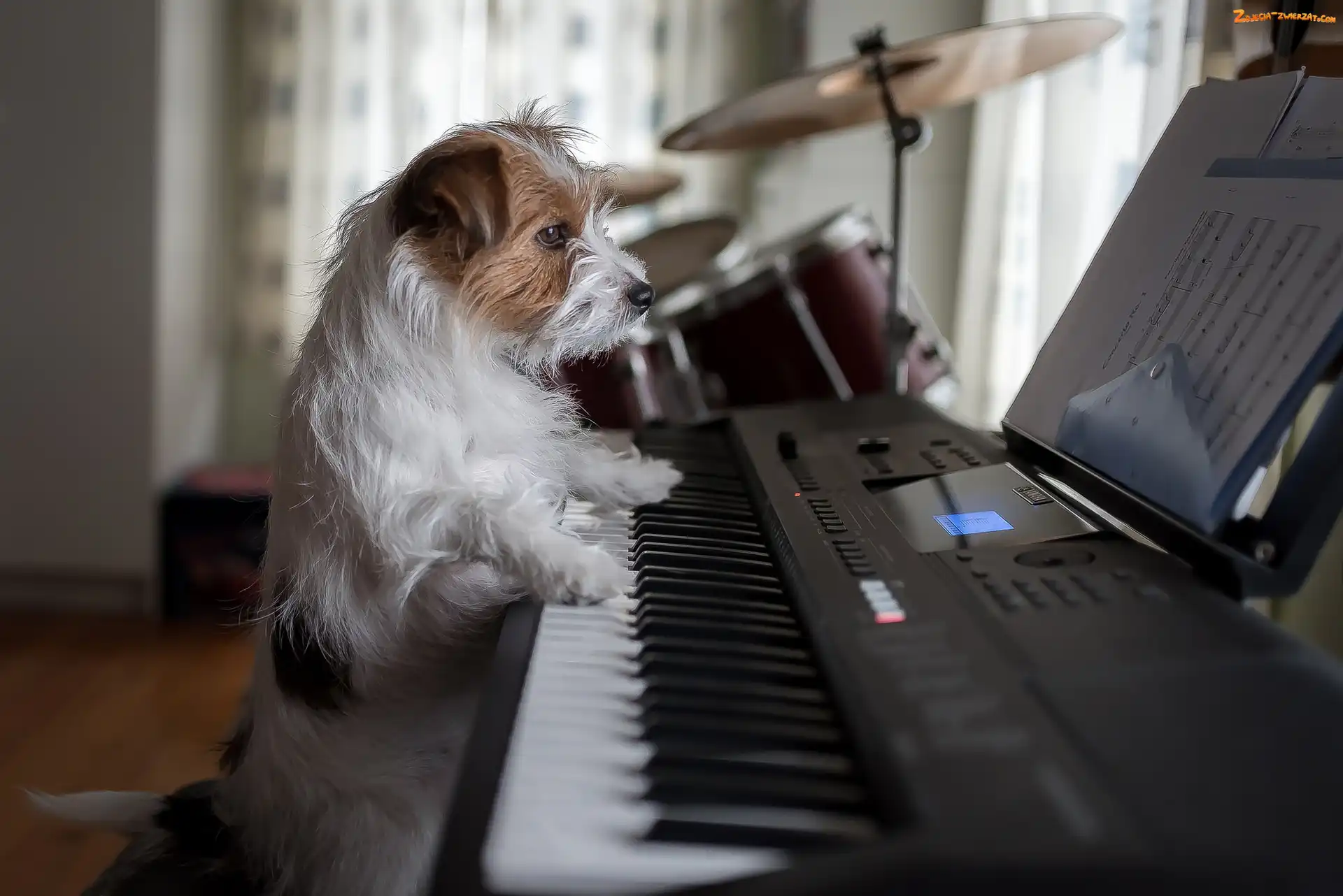 Pianino, Pies, Jack Russell terier